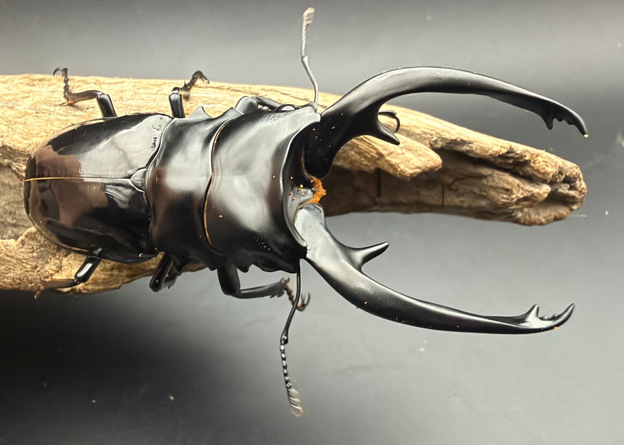 【WD】《インターメディアツヤクワガタ ネグロス島産 97mm ペア》②