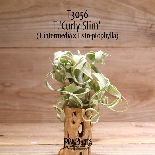 【送料無料】'Curly Slim' L〔エアプランツ〕現品発送T3056