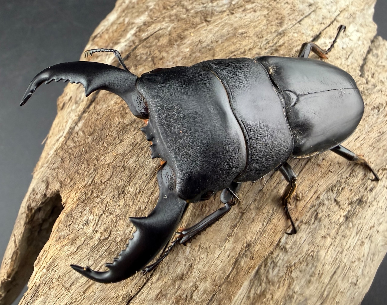 【WD】《ネバービスカヤヒラタ NV.ベランセ産 71mmペア》