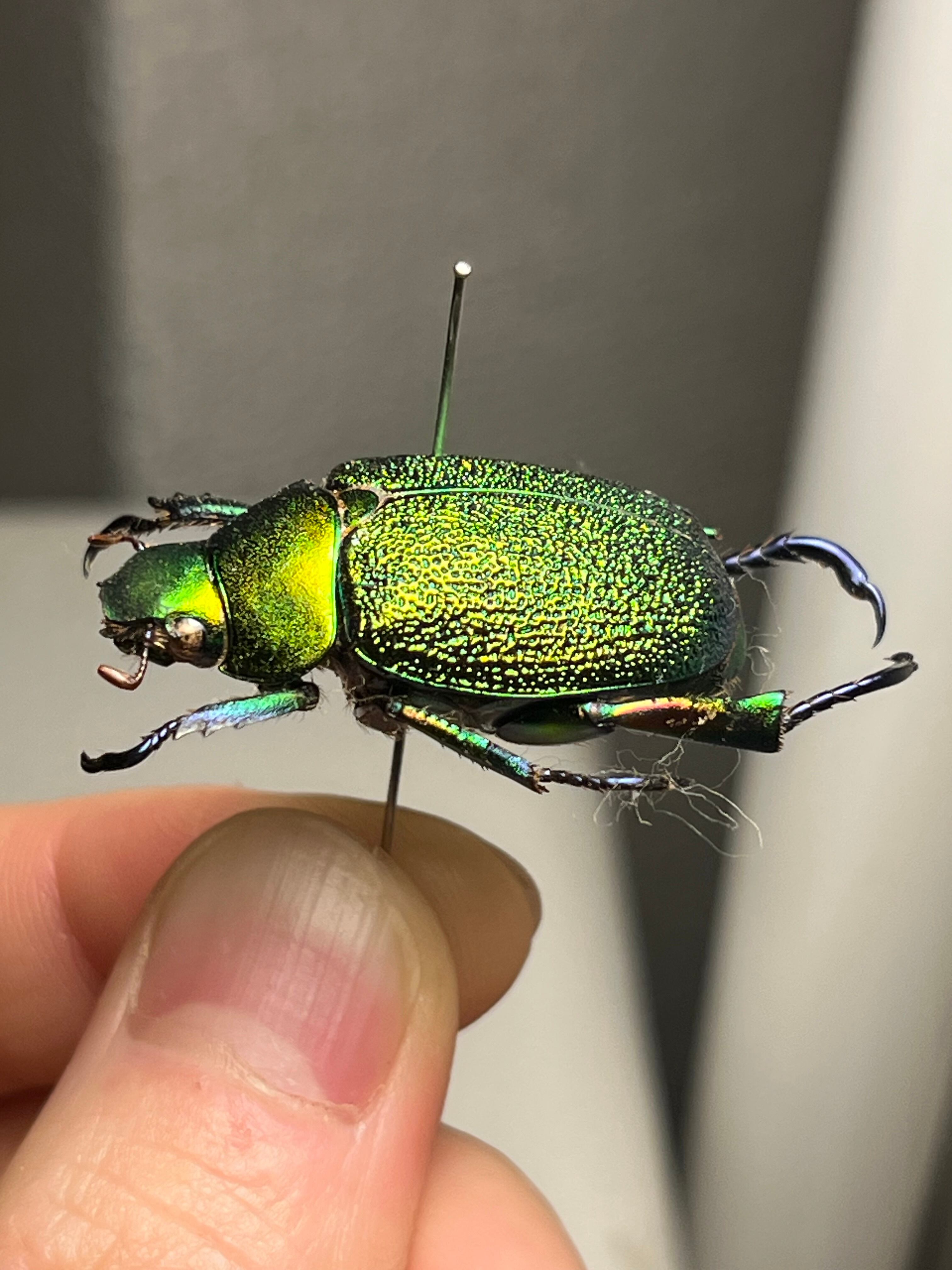 32mm】アシナガミドリツヤツヤコガネ 昆虫標本 プラチナコガネ