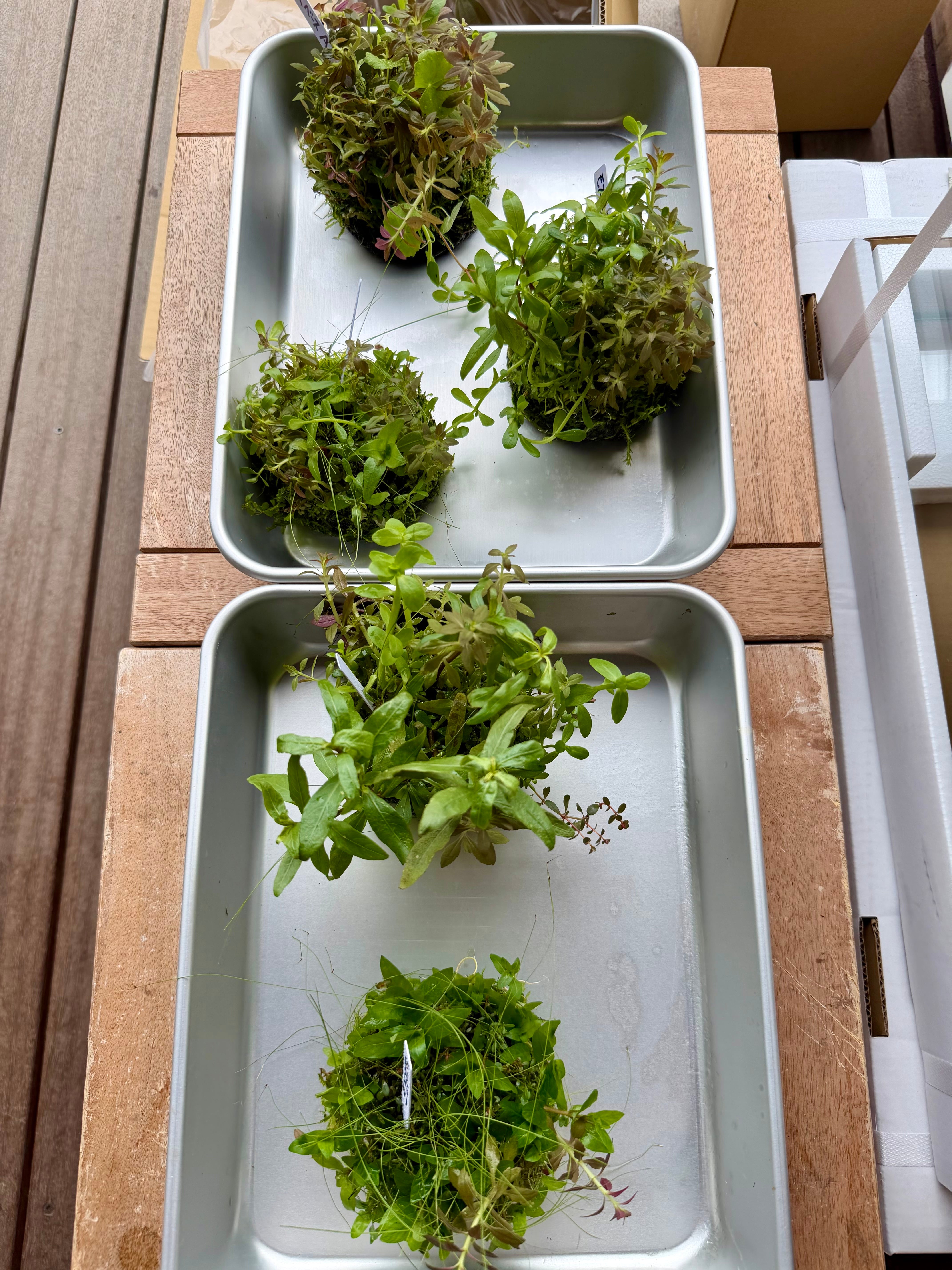 ADA】9月5日ADA侘び草モスベース！モスと有茎草のいいとこ取り！写真の