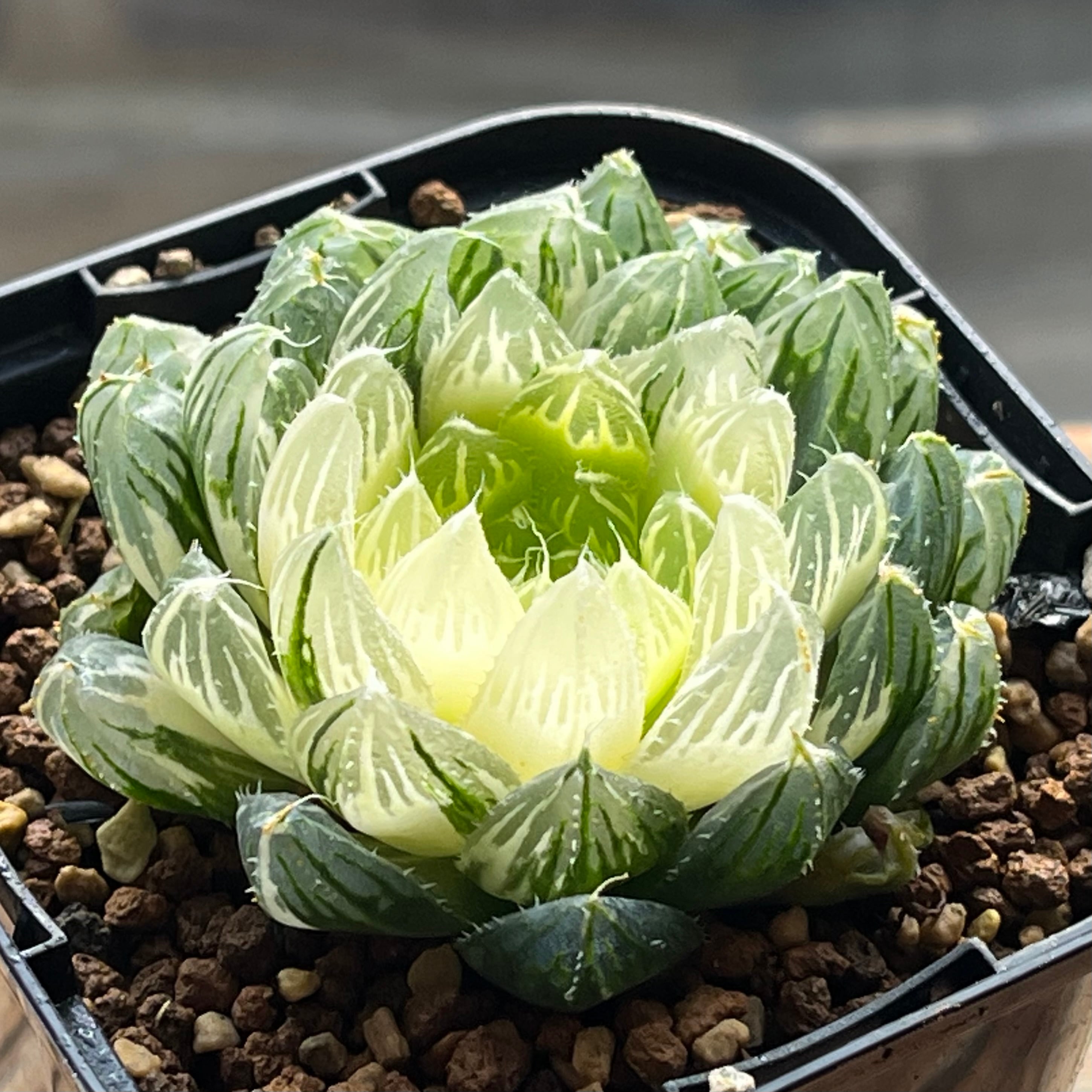 ハオルチア エメラルドLED錦×氷灯錦 実生 ハオルチア エメラルドLED錦×氷灯