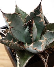 【PREMIUM】 抜き苗 ライオンズメーン Agave titanota 'Lion's Mane'