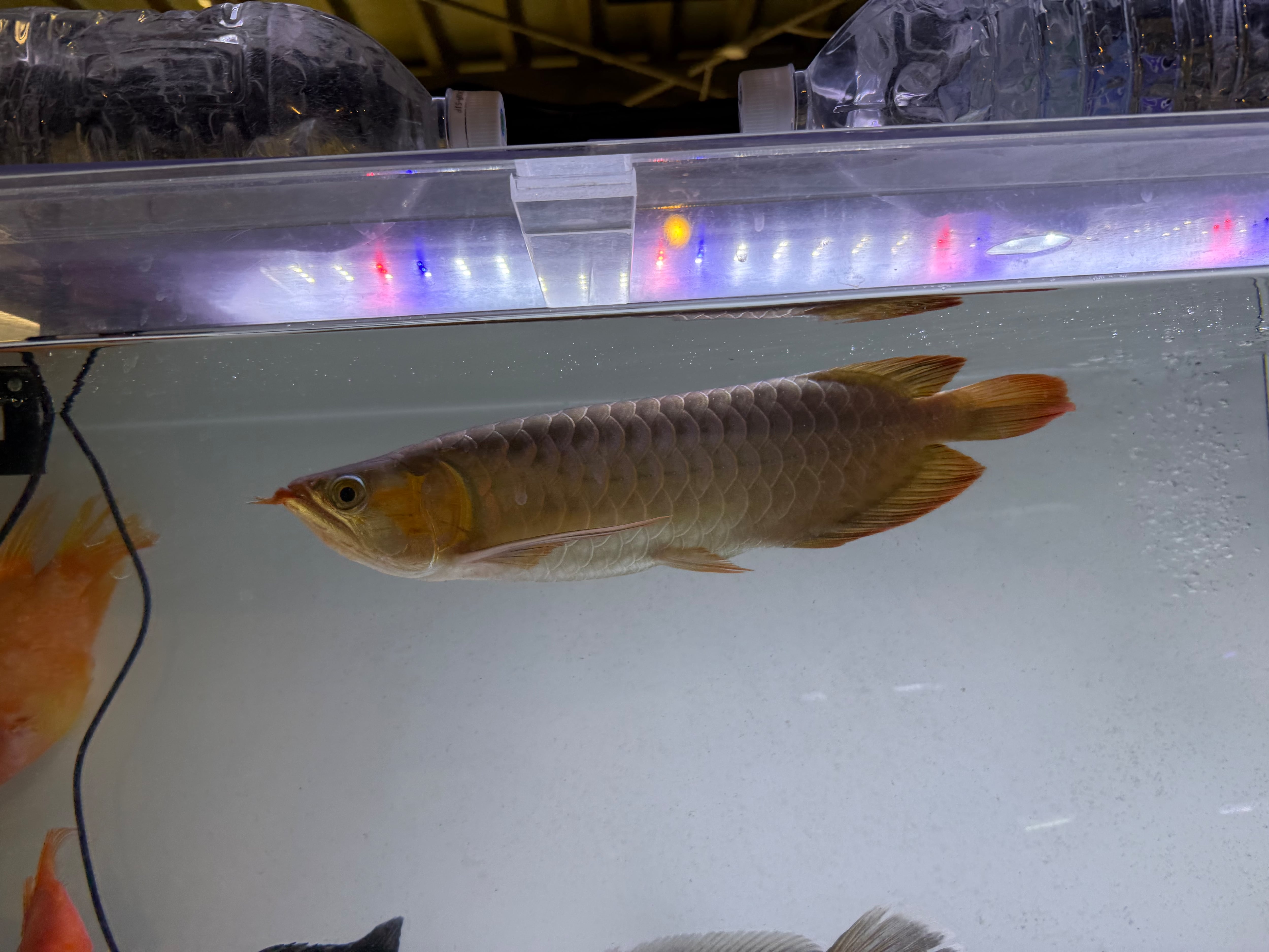 アロワナ | アクアショップ ビリーケン オンラインストア