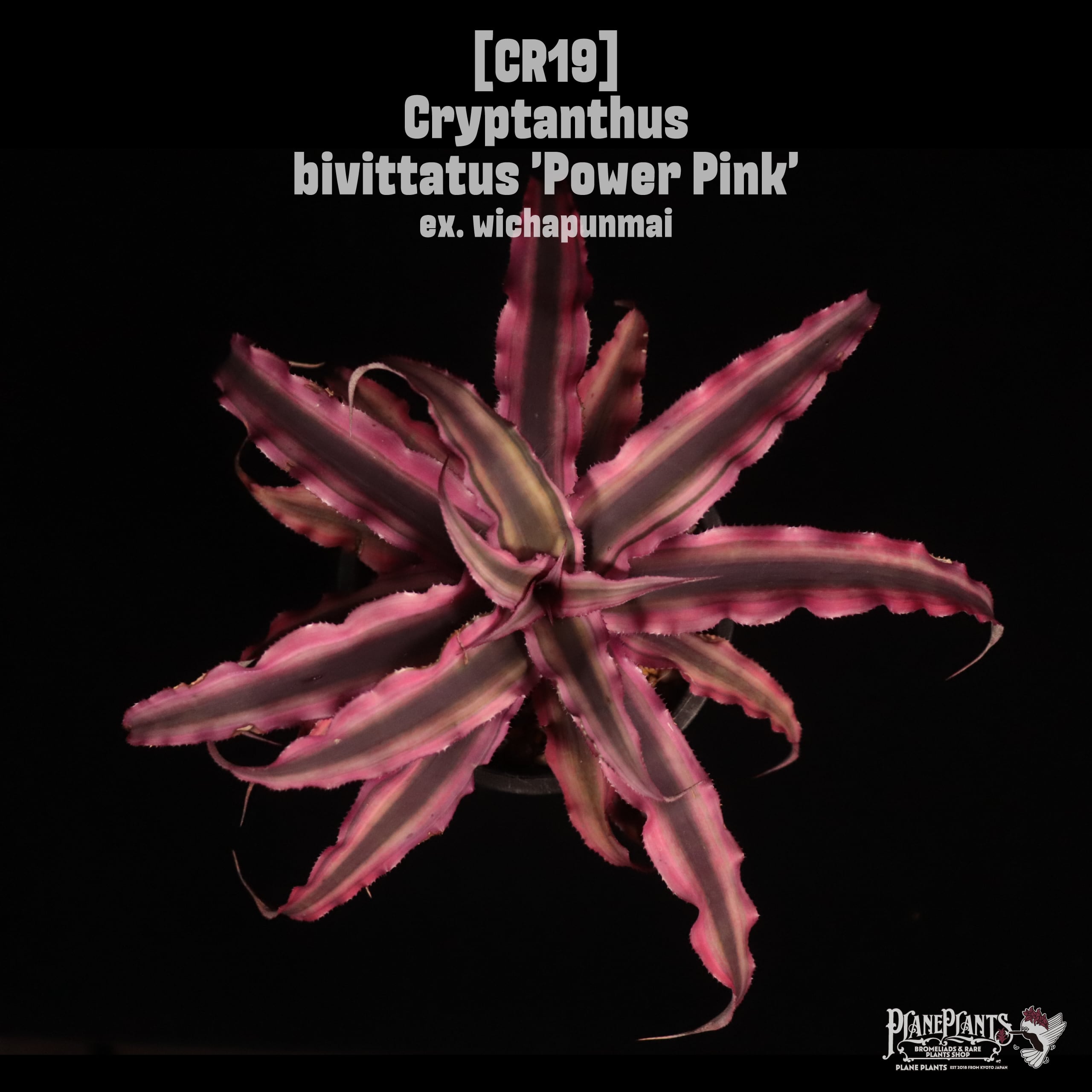 Cryptanthus bivittatus 'Power Pink'〔クリプタンサス〕CR19