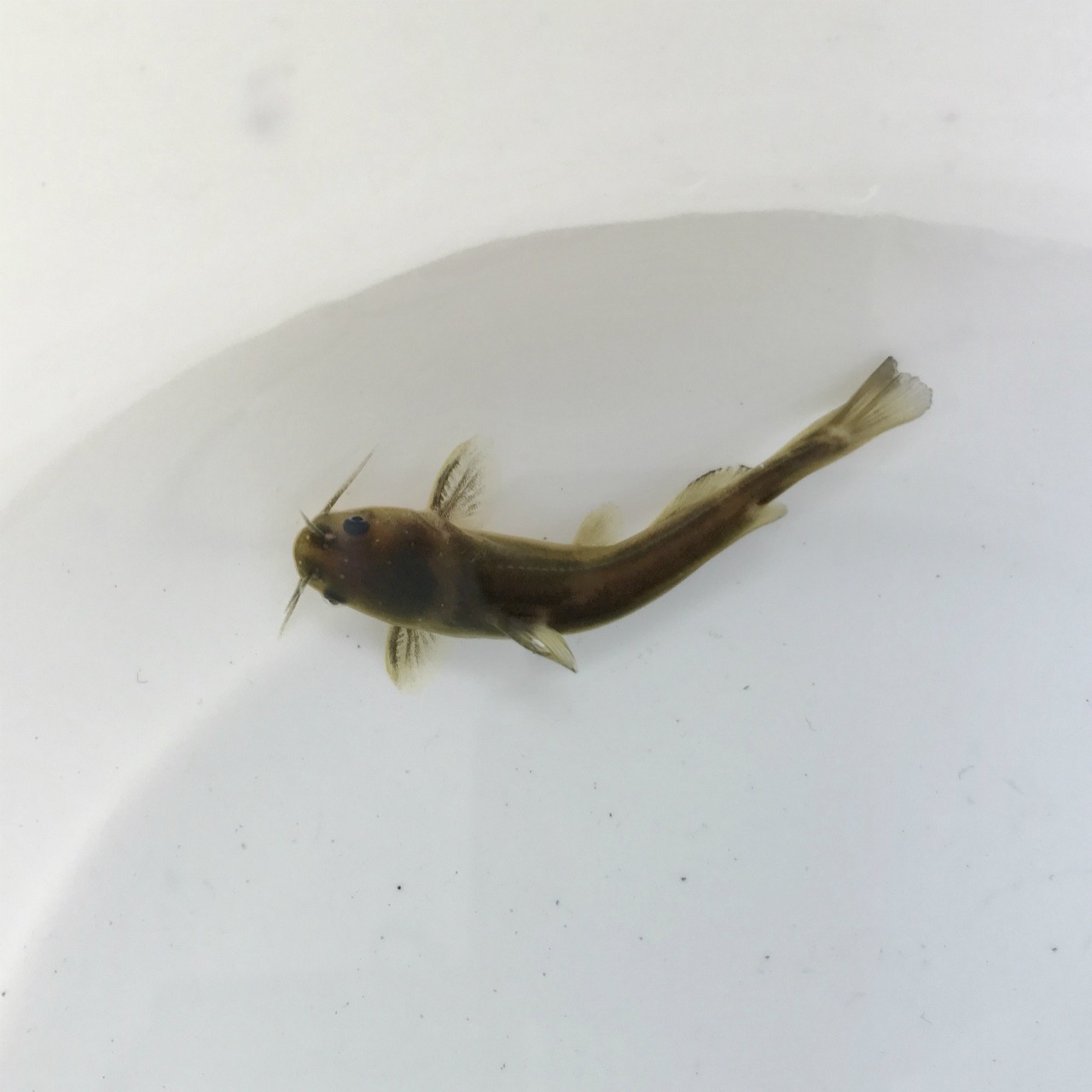 （淡水魚）ギバチ　S（2～4ｃｍ±）　（1匹）【生体】