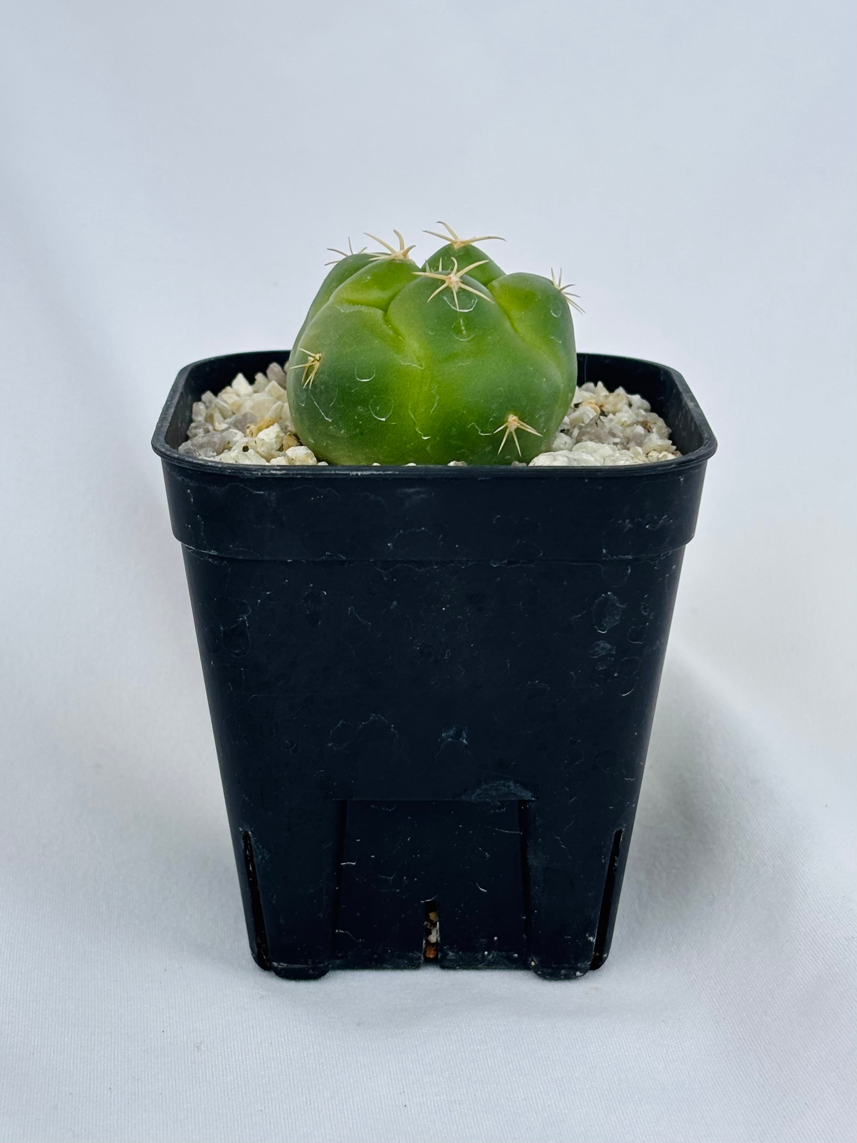 Coryphantha elephantidens コリファンタ 紅葉象牙丸 サボテン
