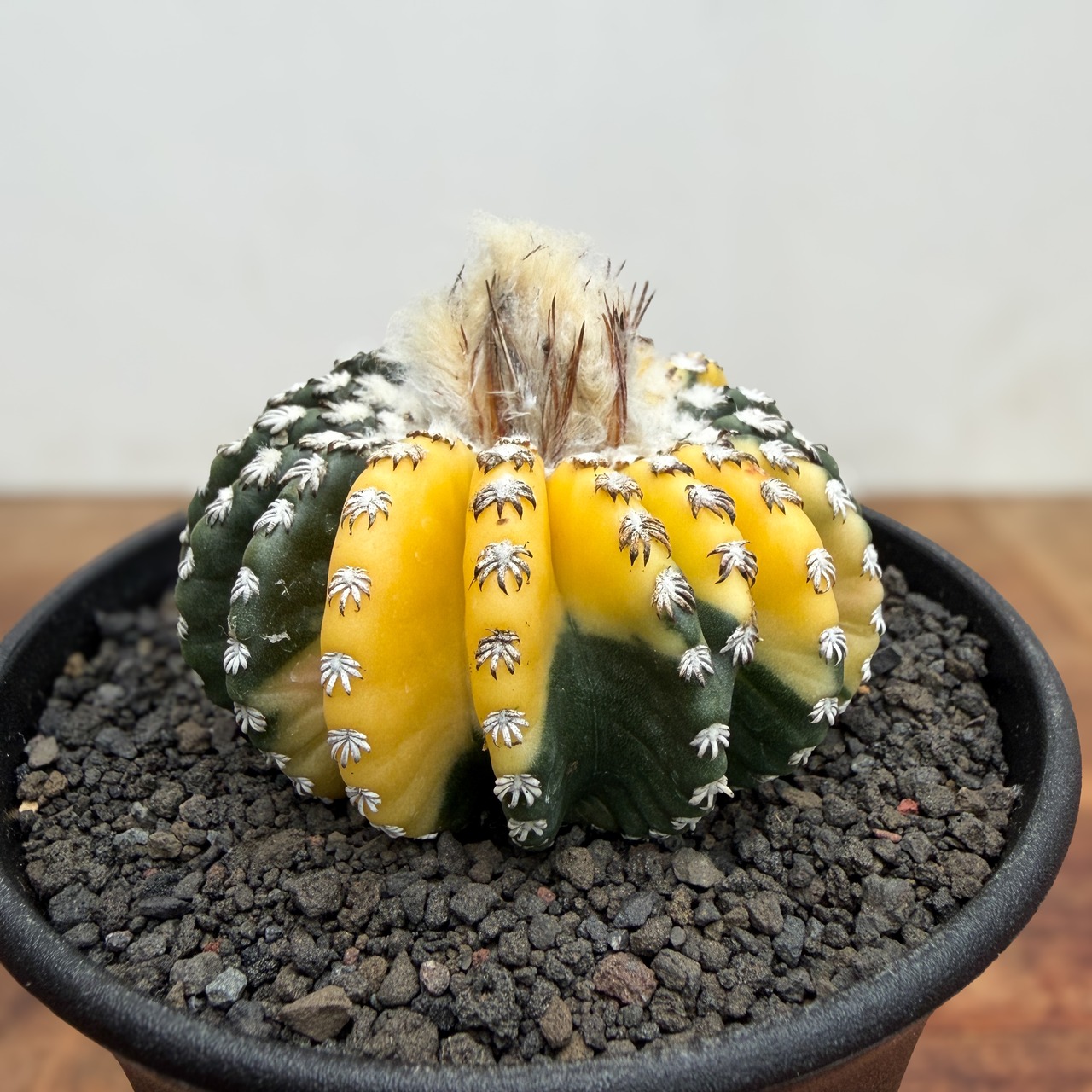 Discocactus horstii variegata【ディスコカクタス・ホルスティ錦】