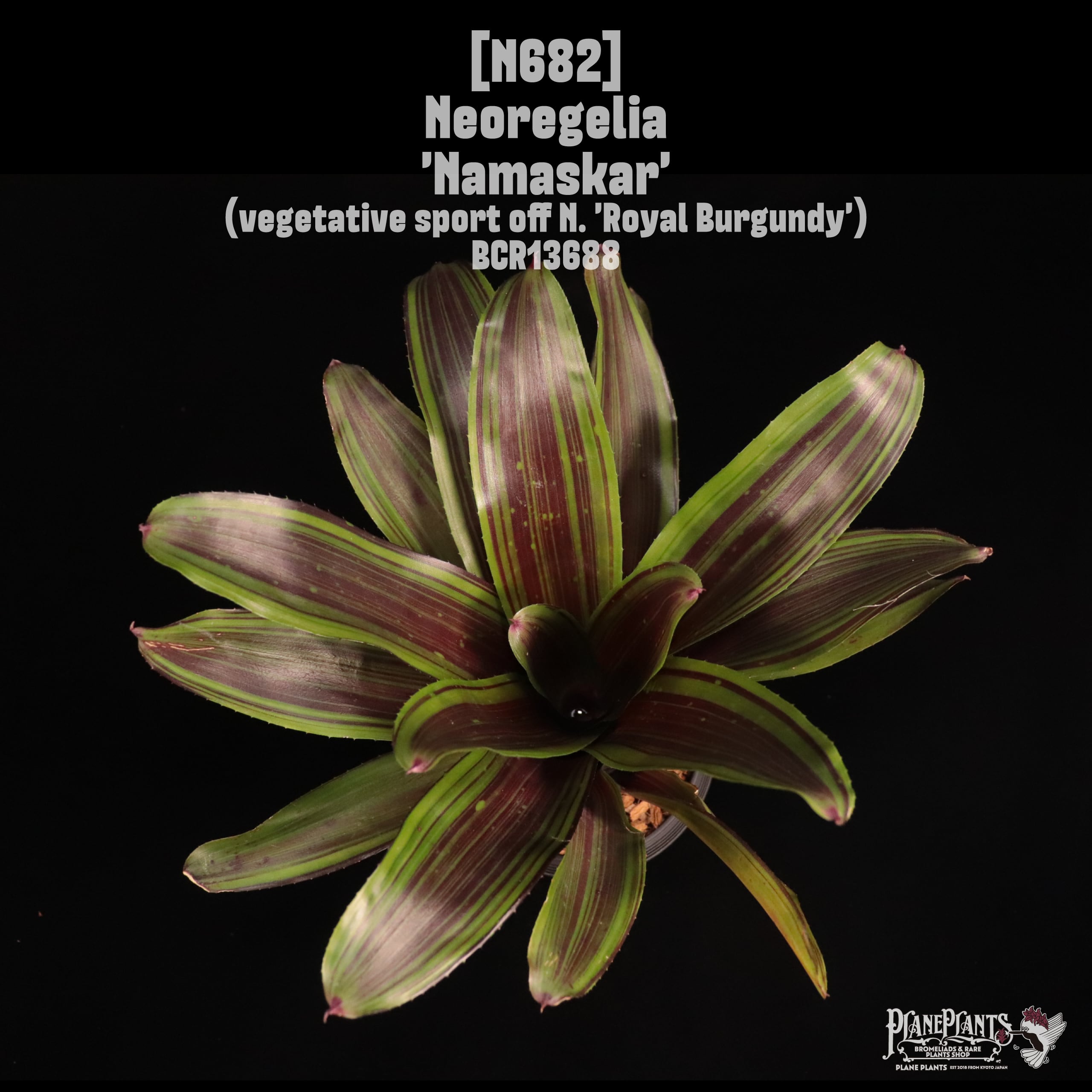 Neoregelia 'Namaskar'〔ネオレゲリア〕N682