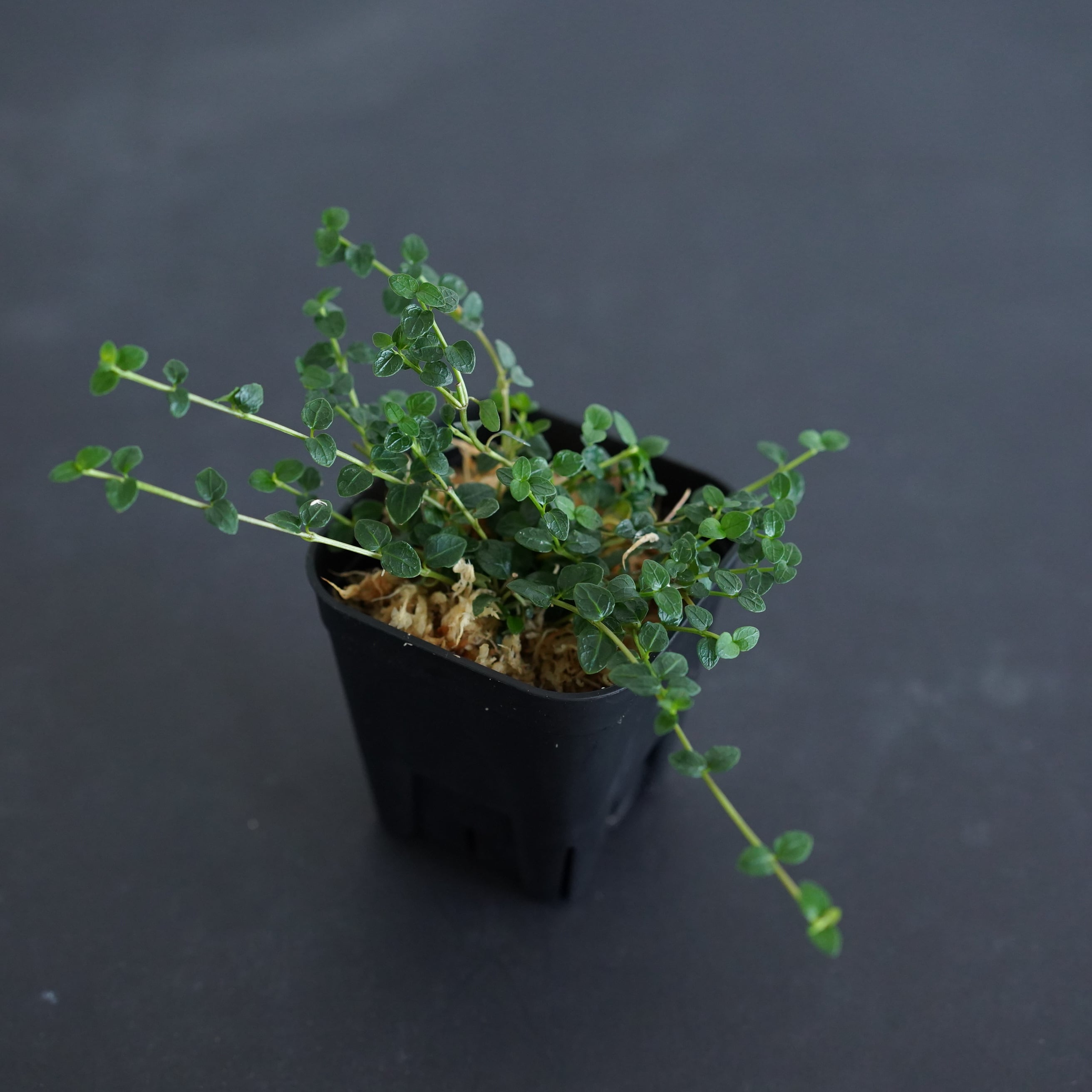 山野草 | 苔テラリウム専門ショップ道草