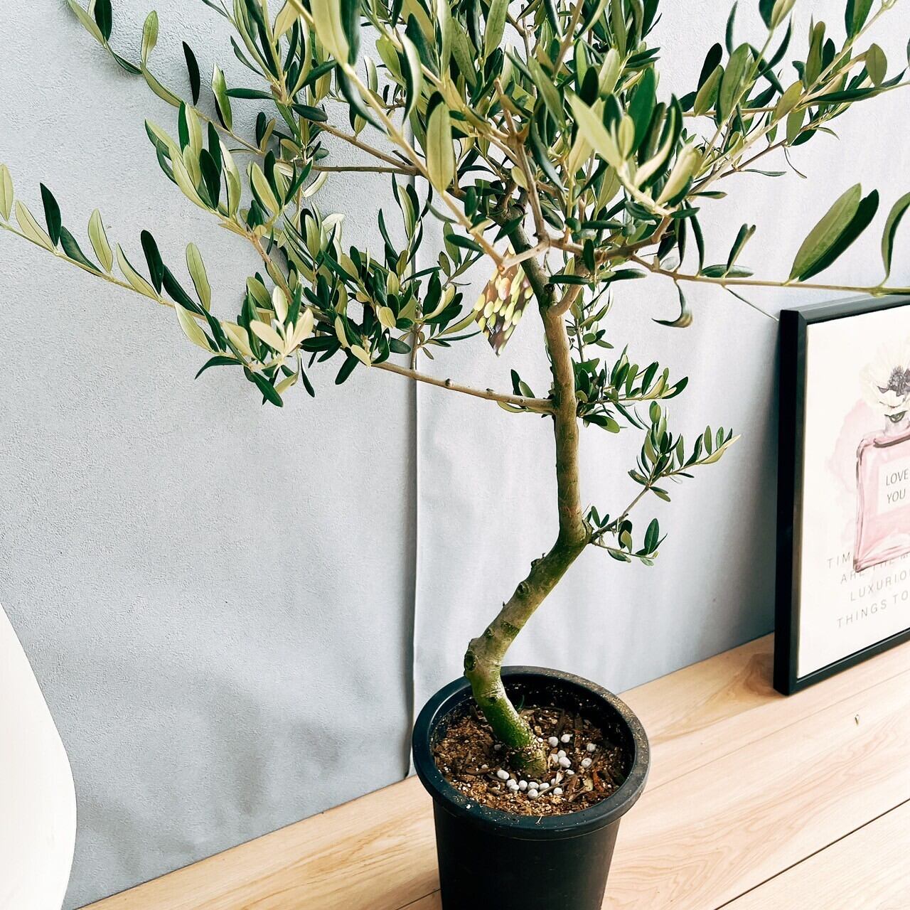 ［現品］99番 創樹　オリーブルッカ　7号　観葉植物　オリーブの木　自家結実性有 現品］99番 創樹 オリーブ ルッカ 7号 観葉植物 大型 屋外