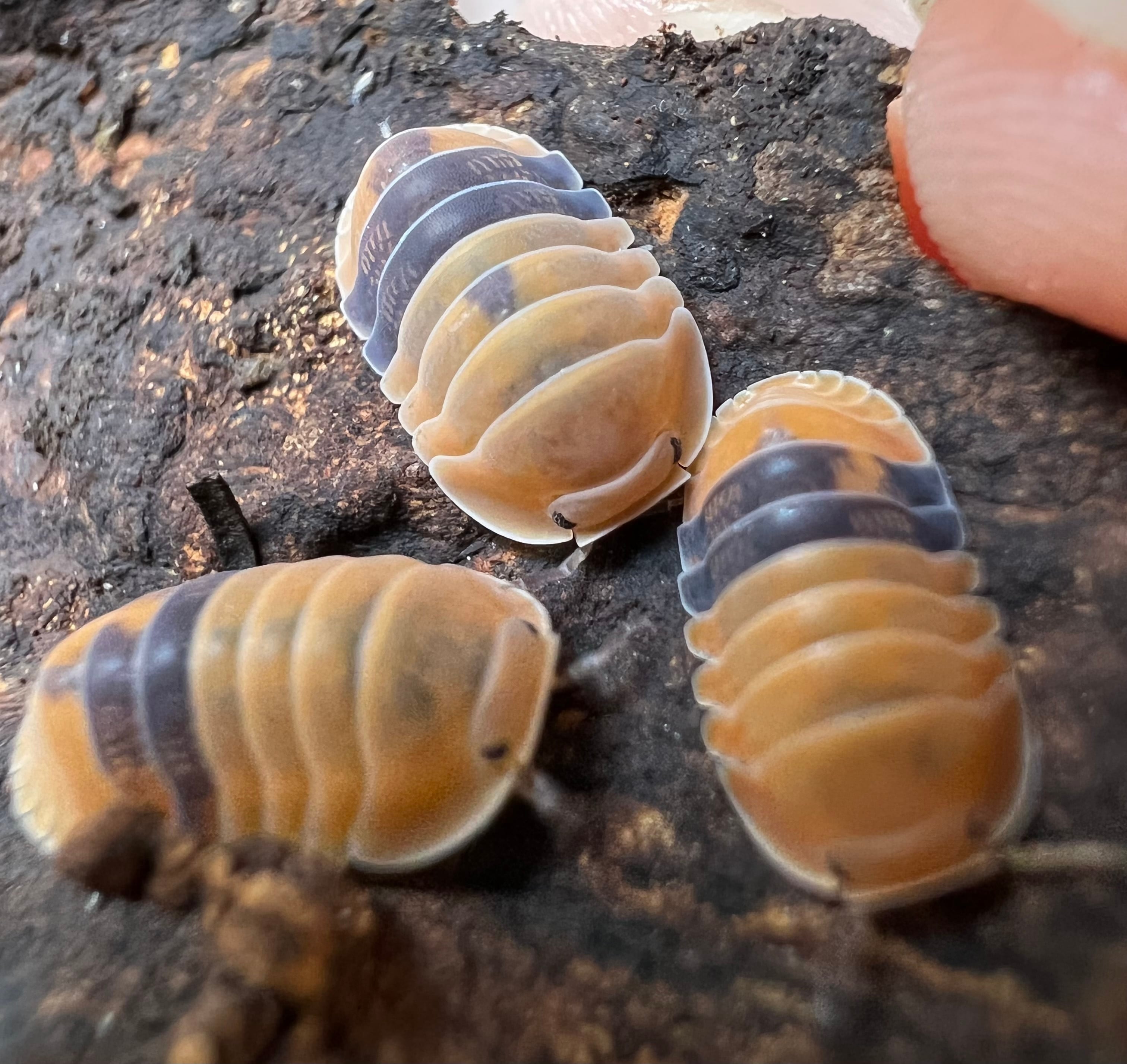 アンバーダッキー 50個体 ダンゴムシ