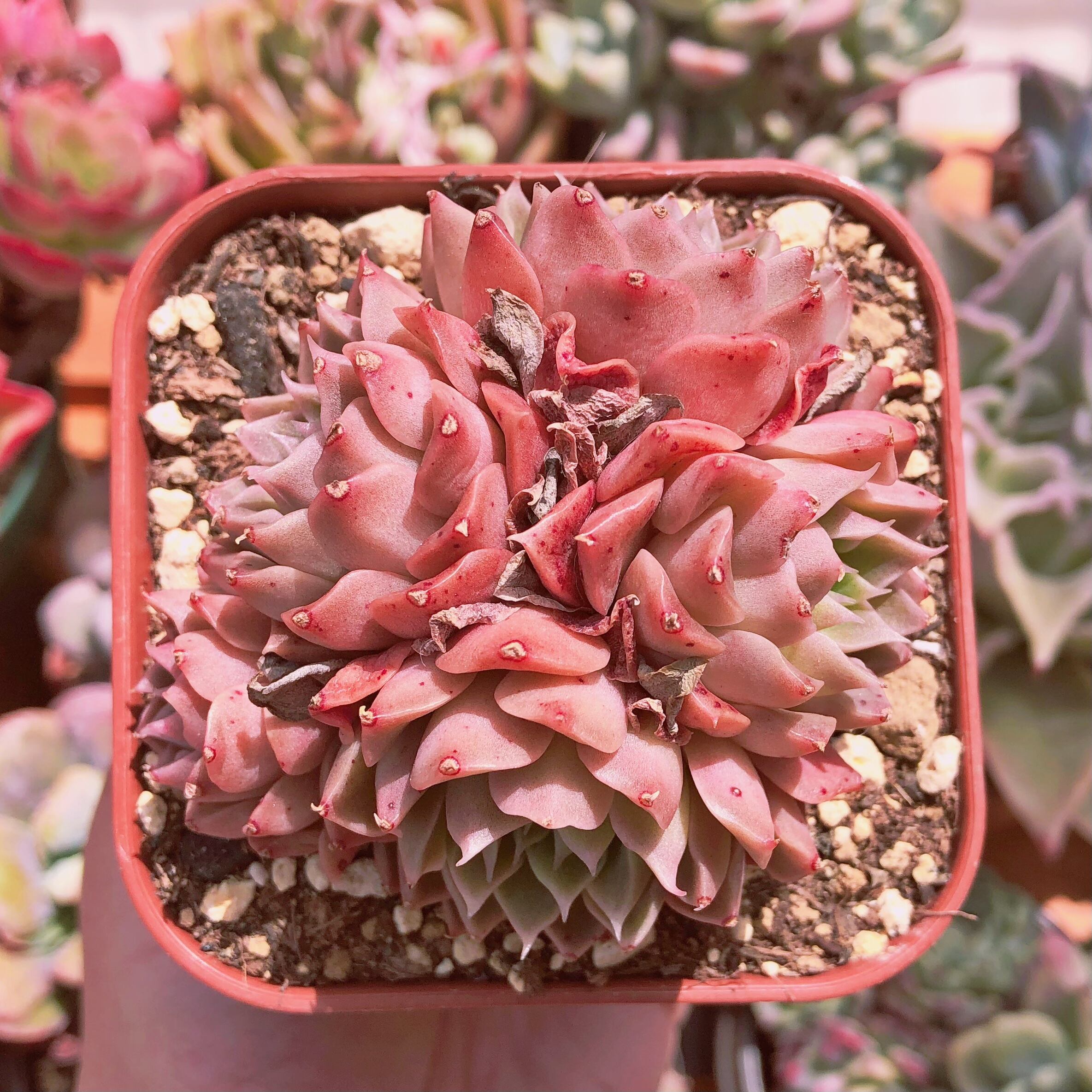 多肉植物　オーシャンハート　3～5頭　群生