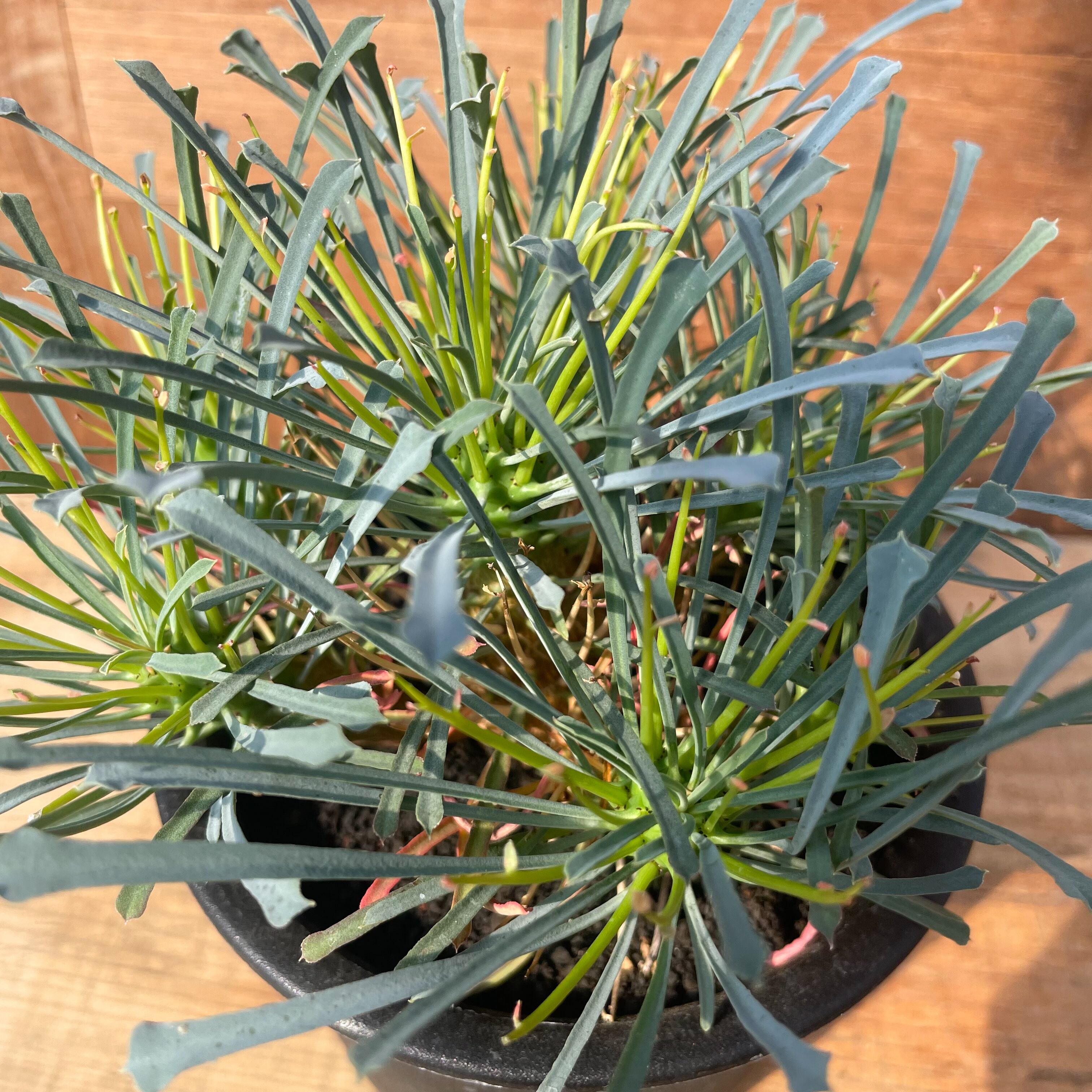 ムルチフォリア ユーフォルビア ユーフォルビア ムルチフォリア