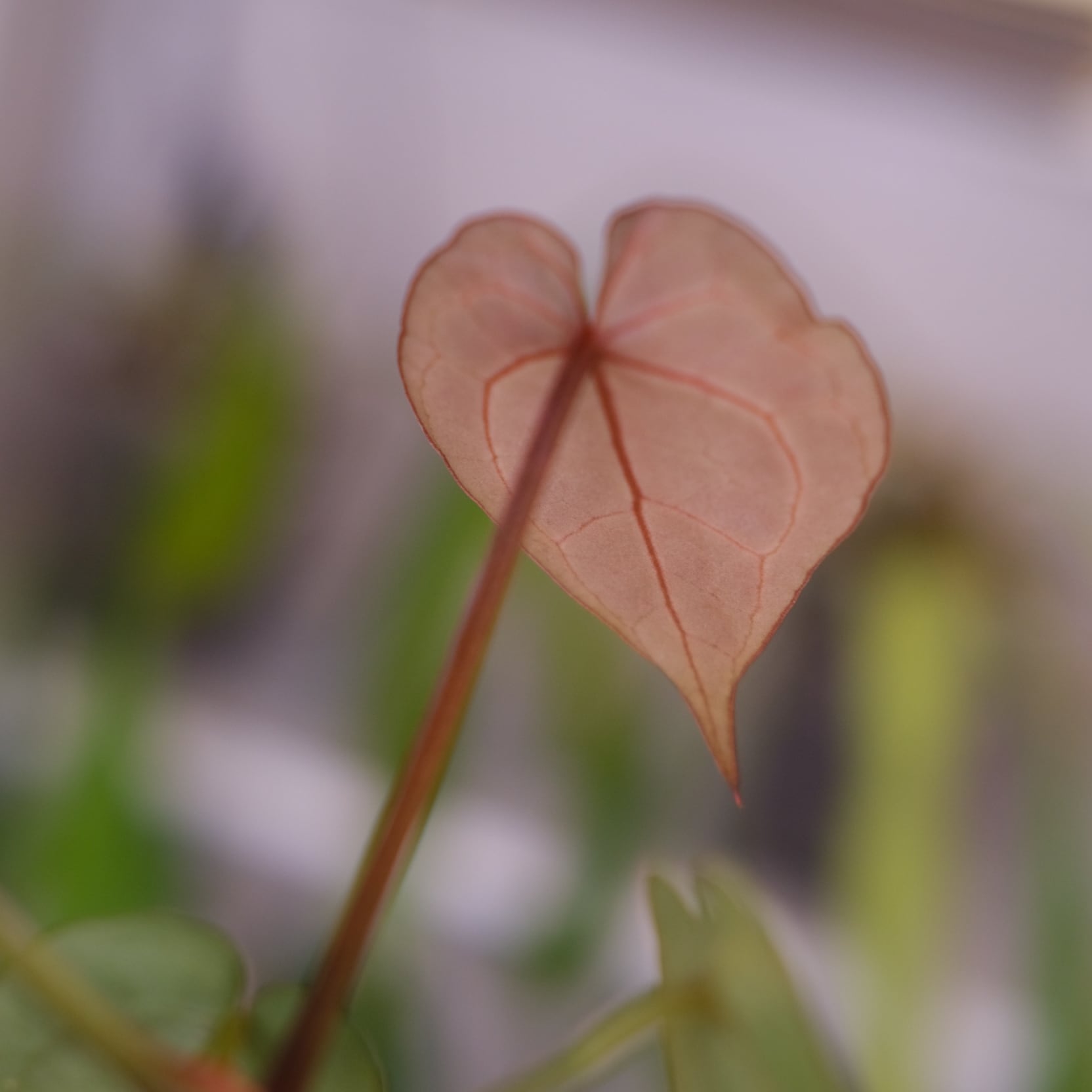 Anthurium chocolate × Anthurium Red crystallinum NSE｜アンスリウム