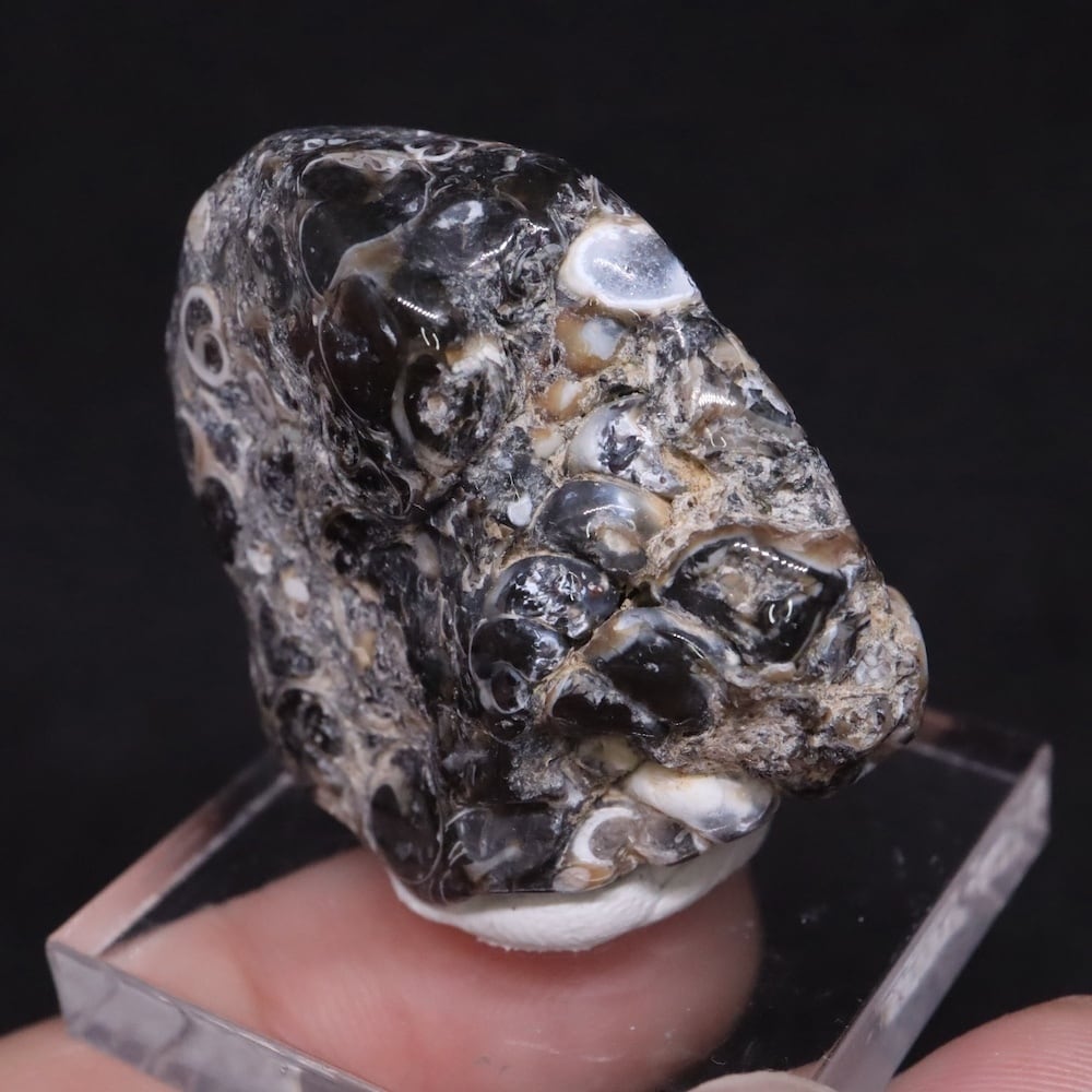 ツリテラ アゲート 研磨 化石 巻貝 瑪瑙 原石 17.7g TRL0012鉱物