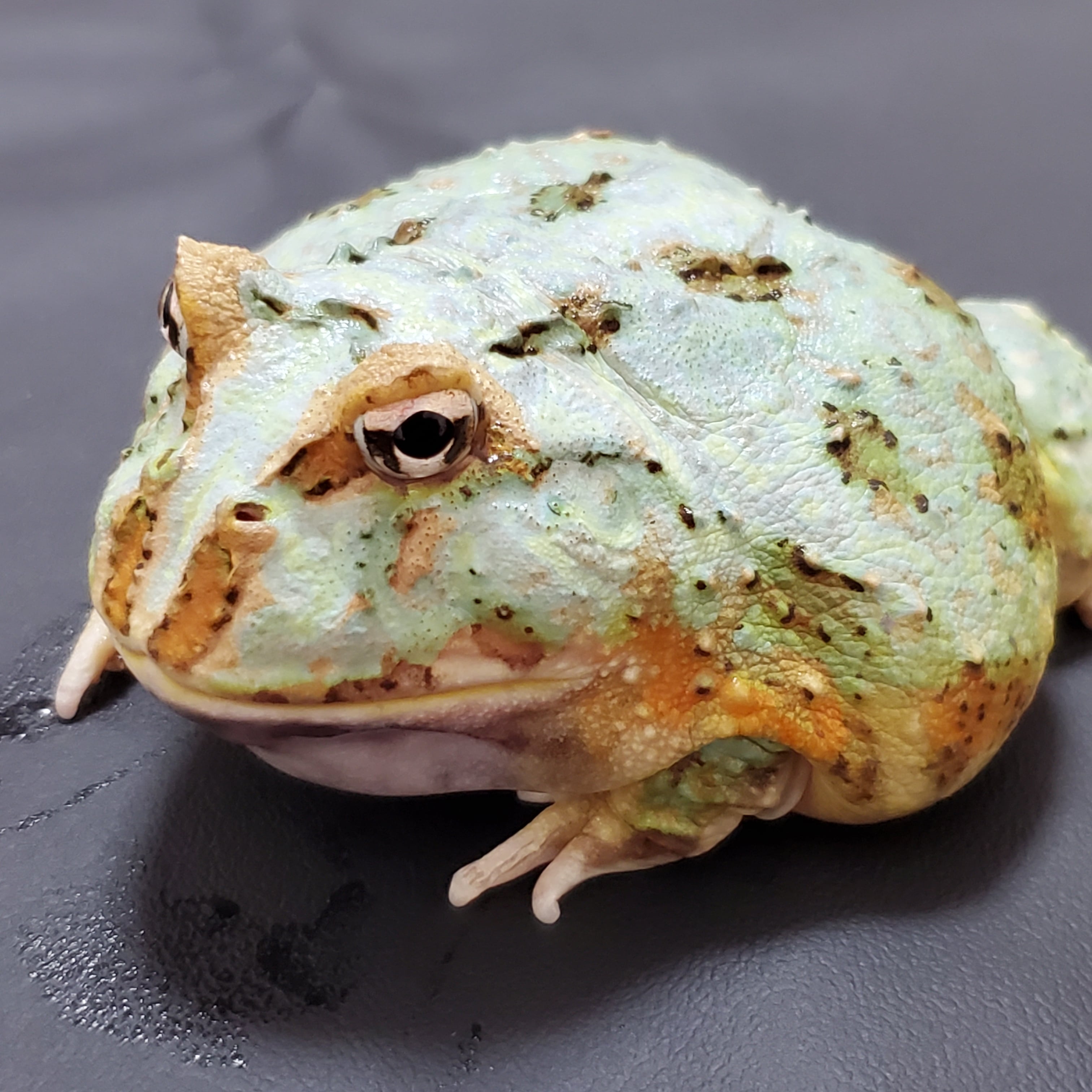 クランウェルツノガエル ペパーミント① | けろろの森 with はちゅもふY's
