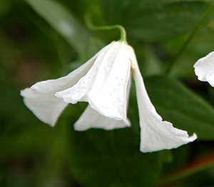 ホーゲルビー・ホワイト　C.viticera ‘Hagelby White' - ビチセラ系　O-V15