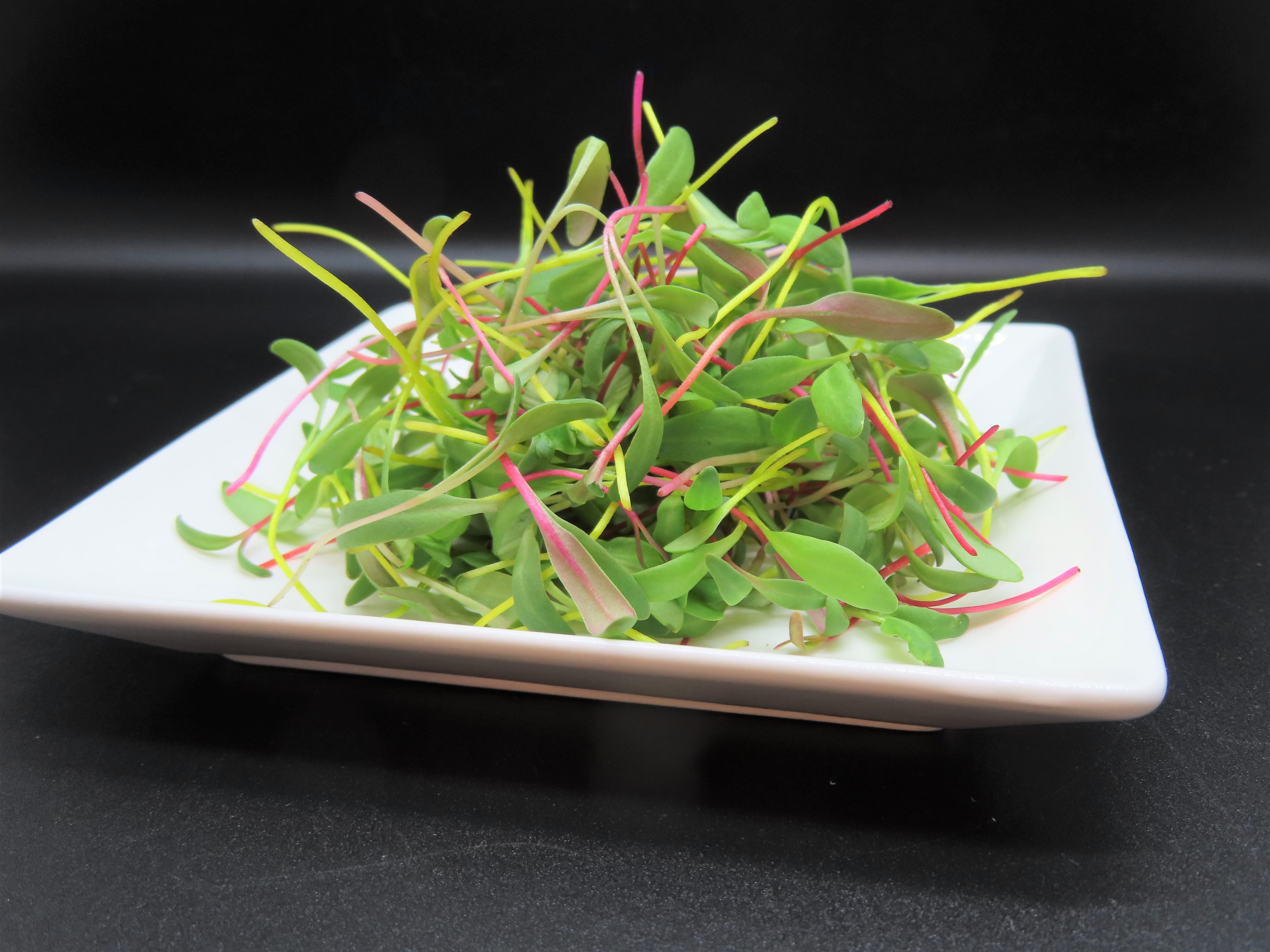 スイスチャード マイクログリーン 7g 彩りあざやかカラフル野菜 秋田県