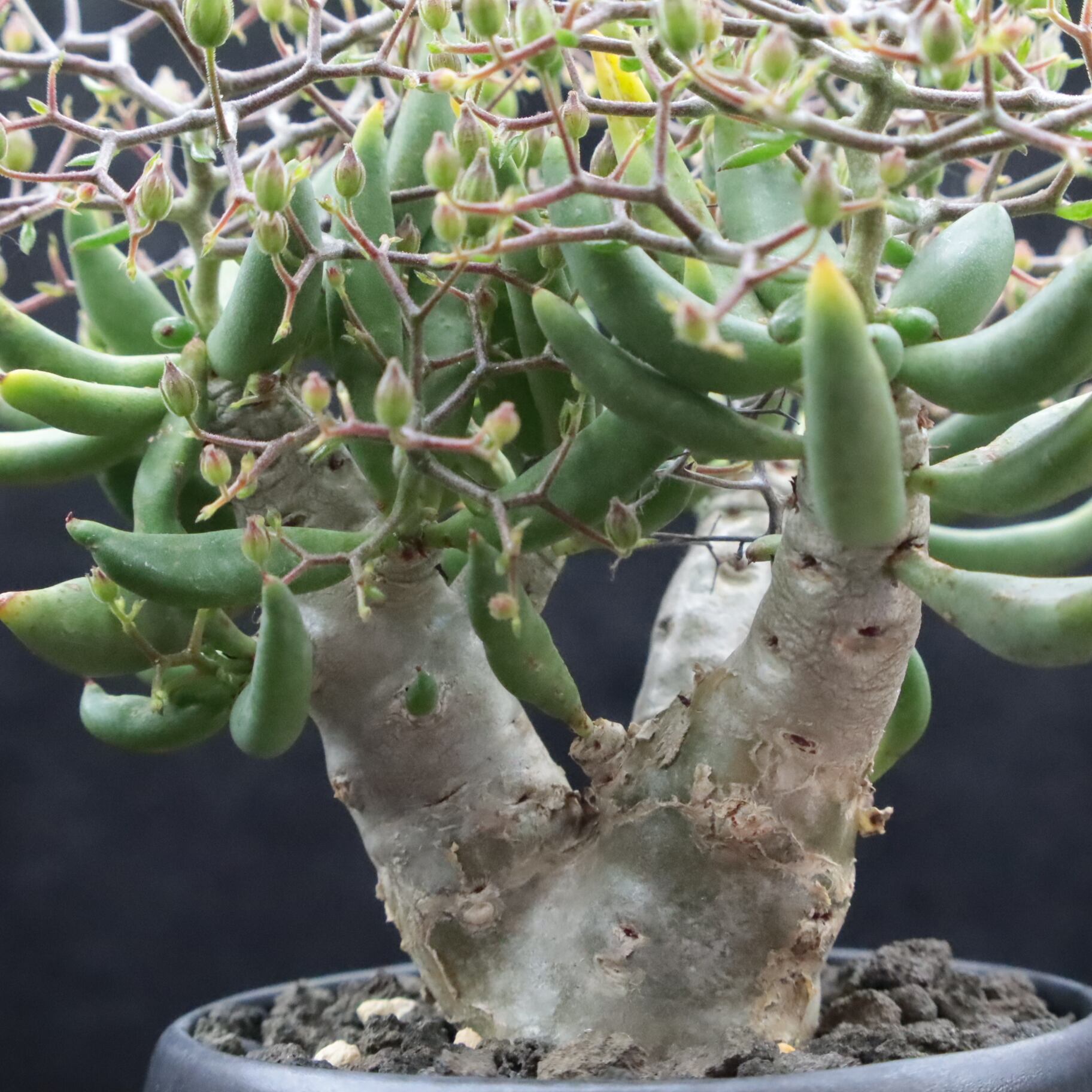 実生】万物想/Tylecodon reticulatus/チレコドン・レティ 実生】万物想/Tylecodon reticulatus/チレコドン・レティ