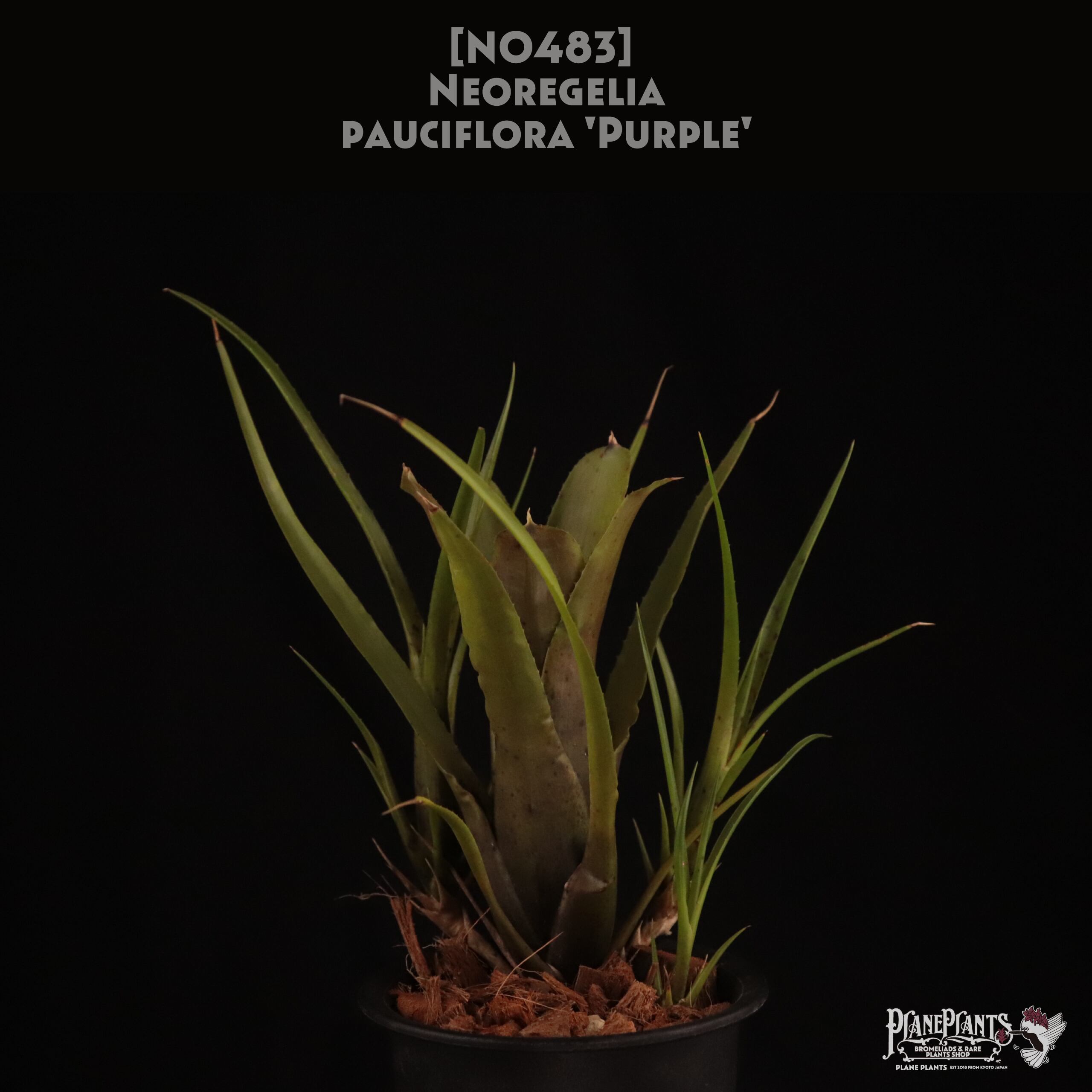 【送料無料】Neoregelia pauciflora Purple〔ネオレゲリア〕現品発送N0483