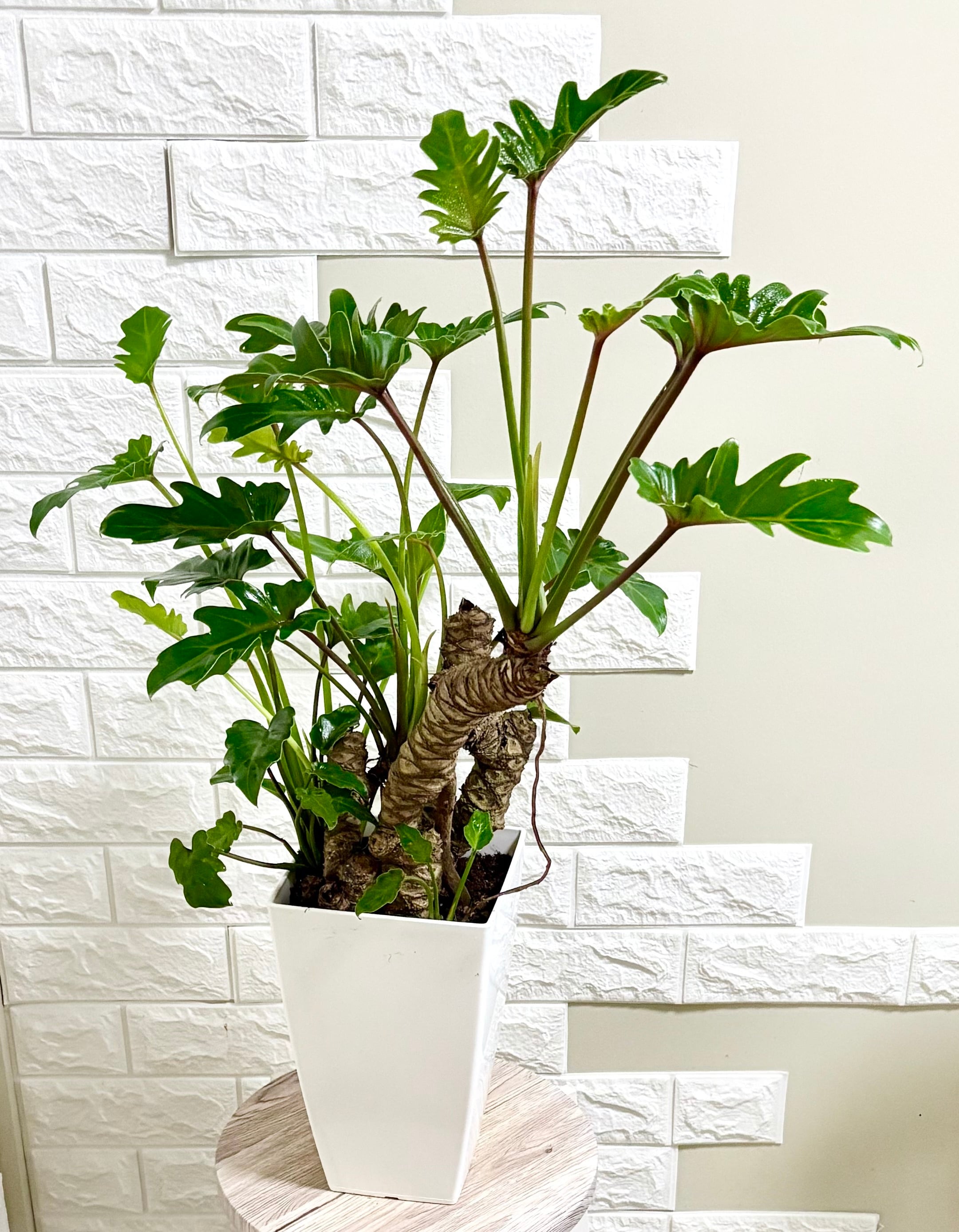 現品】フィロデンドロン クッカバラ 幹立ち 観葉植物 | 観葉植物のお店