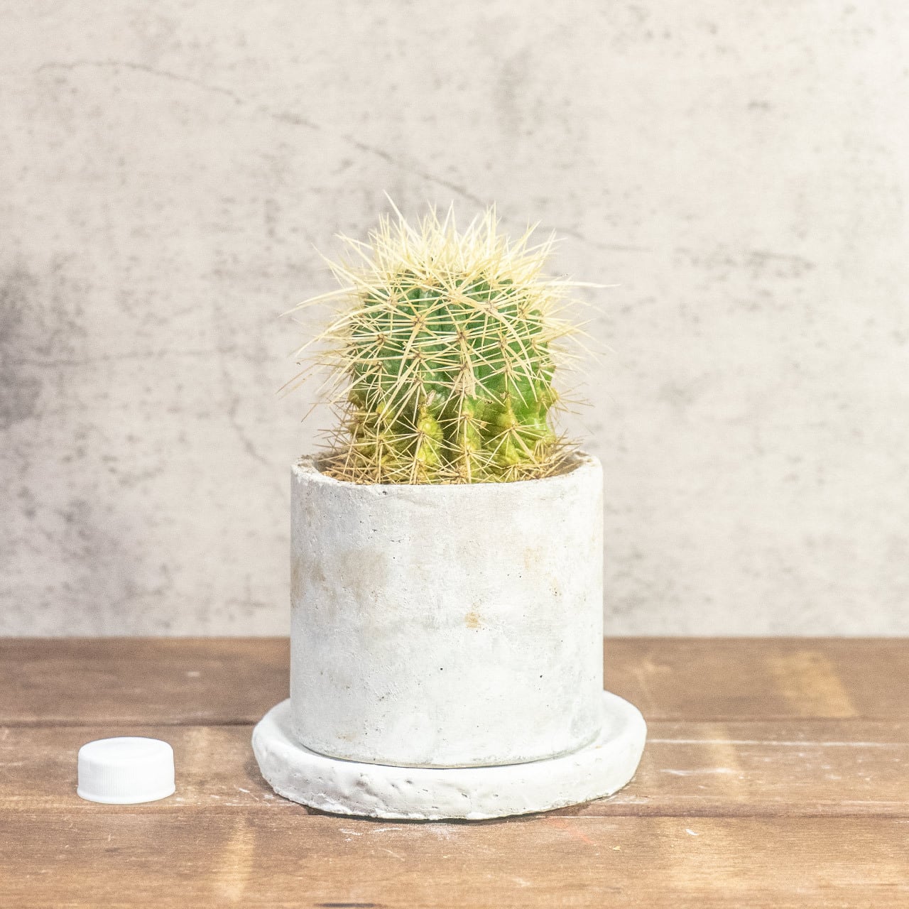 【ワイルドな狂刺が魅せる表情】金琥（キンシャチ）。一株ごとの厳選仕入れにより、トゲの密度と美しさにこだわり。手づくりモルタル鉢。｜虫発生抑制｜送料全国一律850円