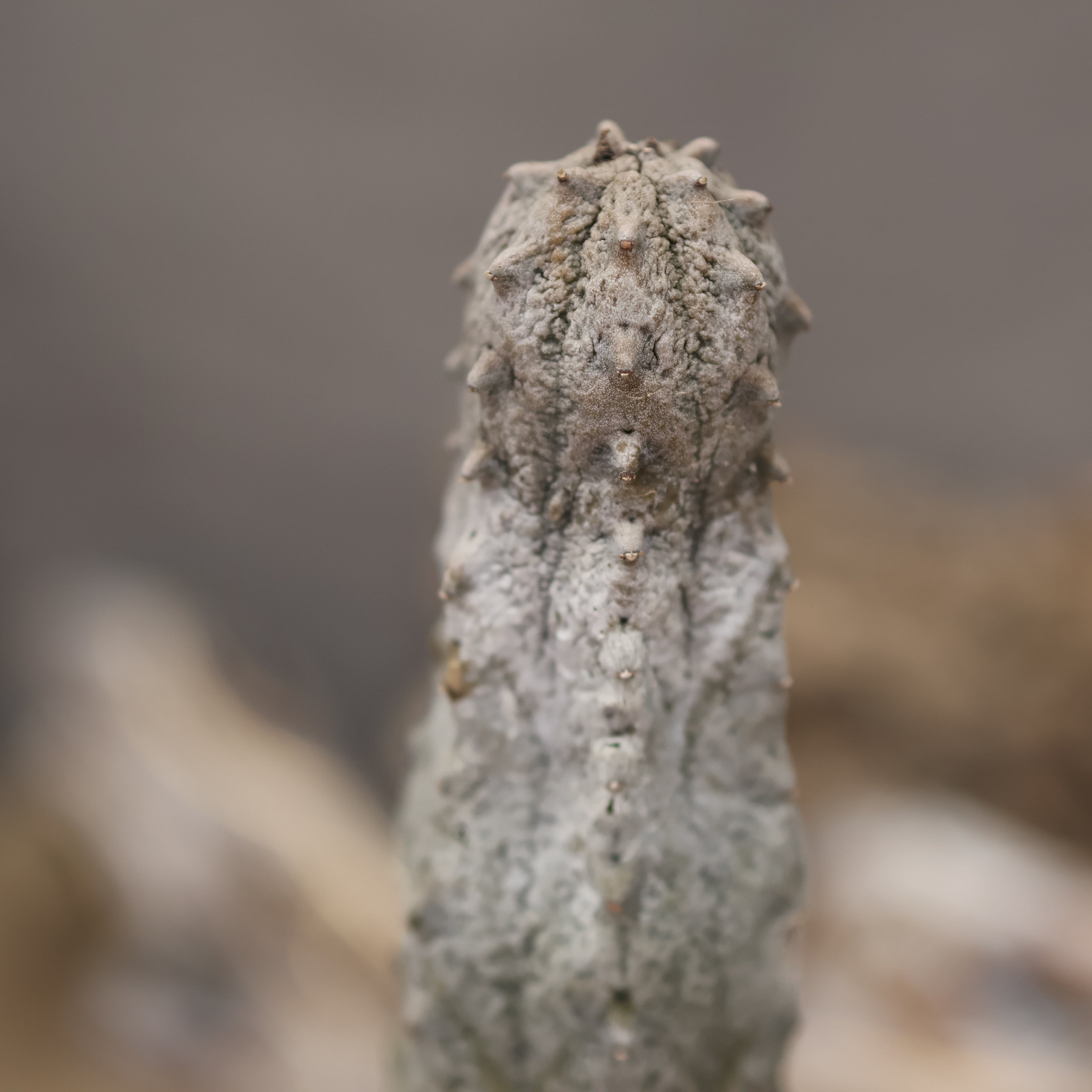 【超珍品】ユ一フォルビア　アブデルクリ 群生 大株　微発根 超珍品】ユ一フォルビア アブデルクリ 群生 大株 微発根