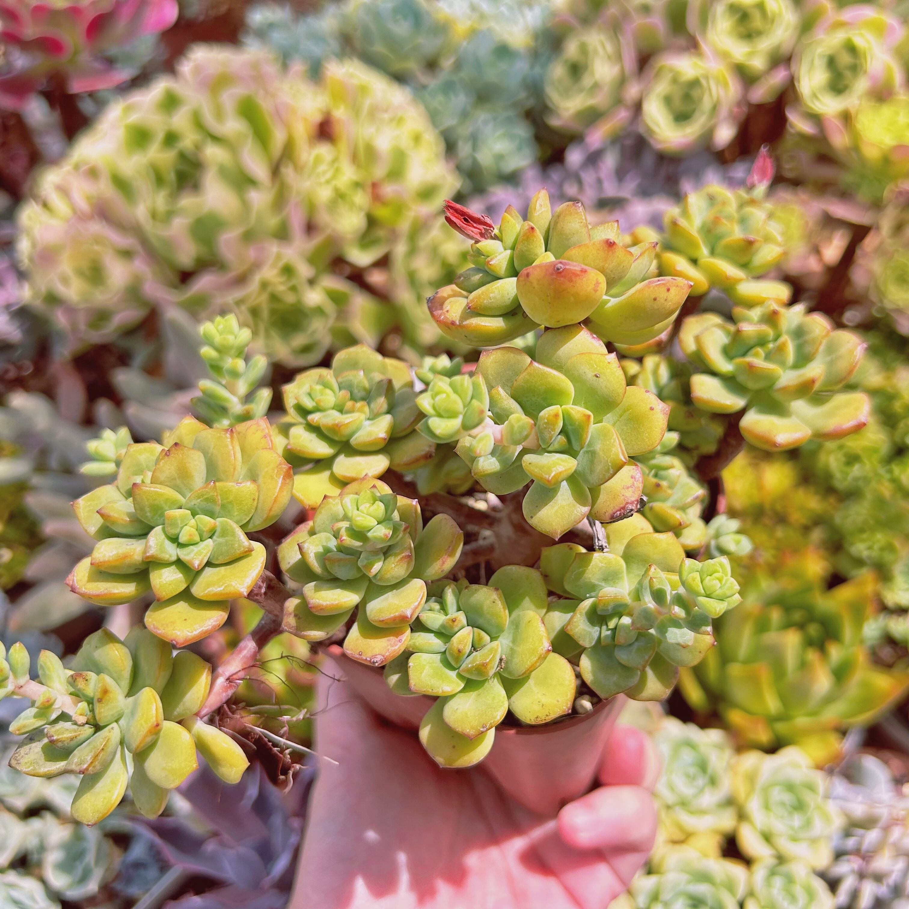 #現物　多肉植物　 スピア　特大　抜き苗