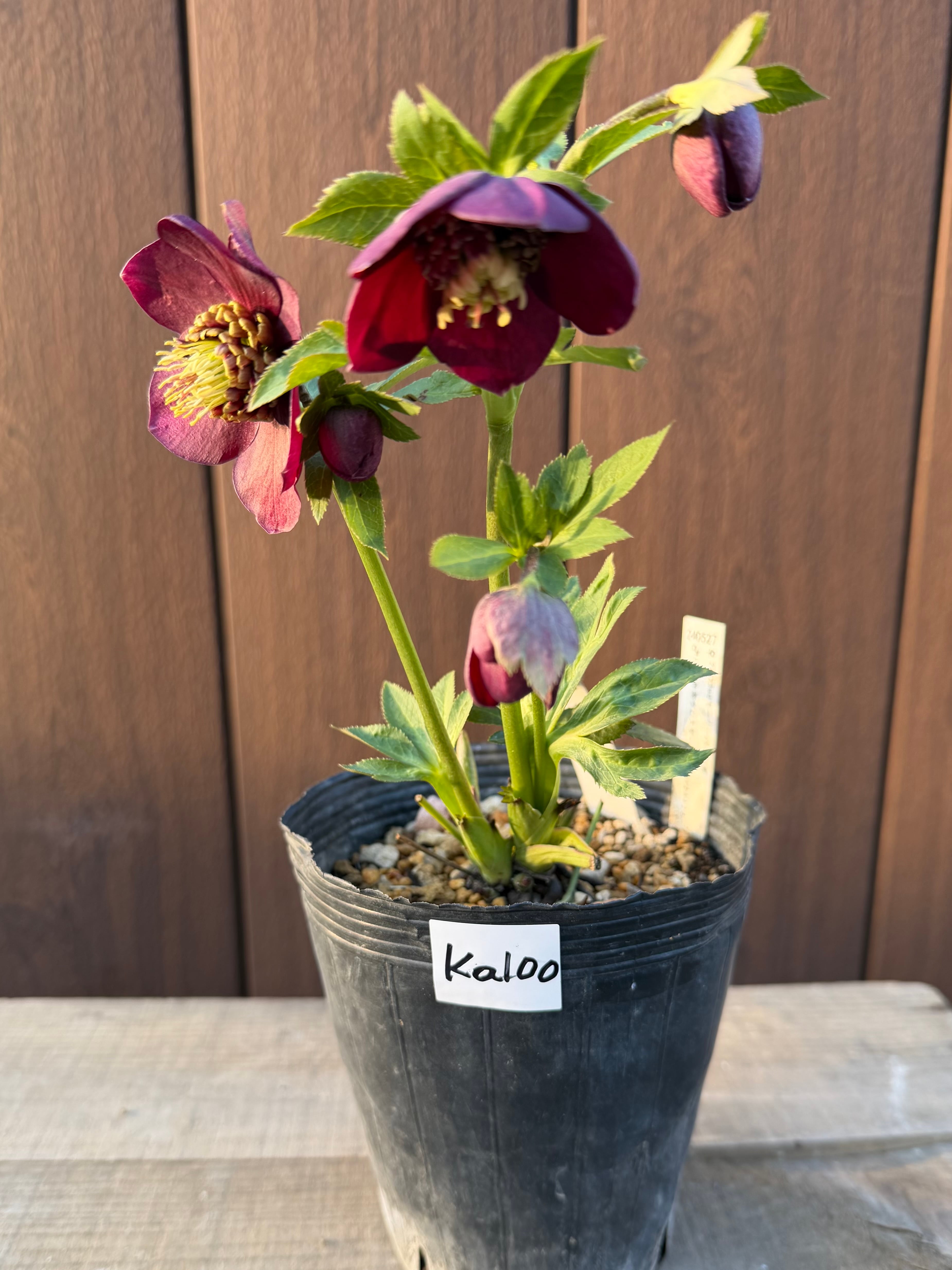 キラメキ寄りグロッシー☆モーリー系ディープレッド 加藤農園