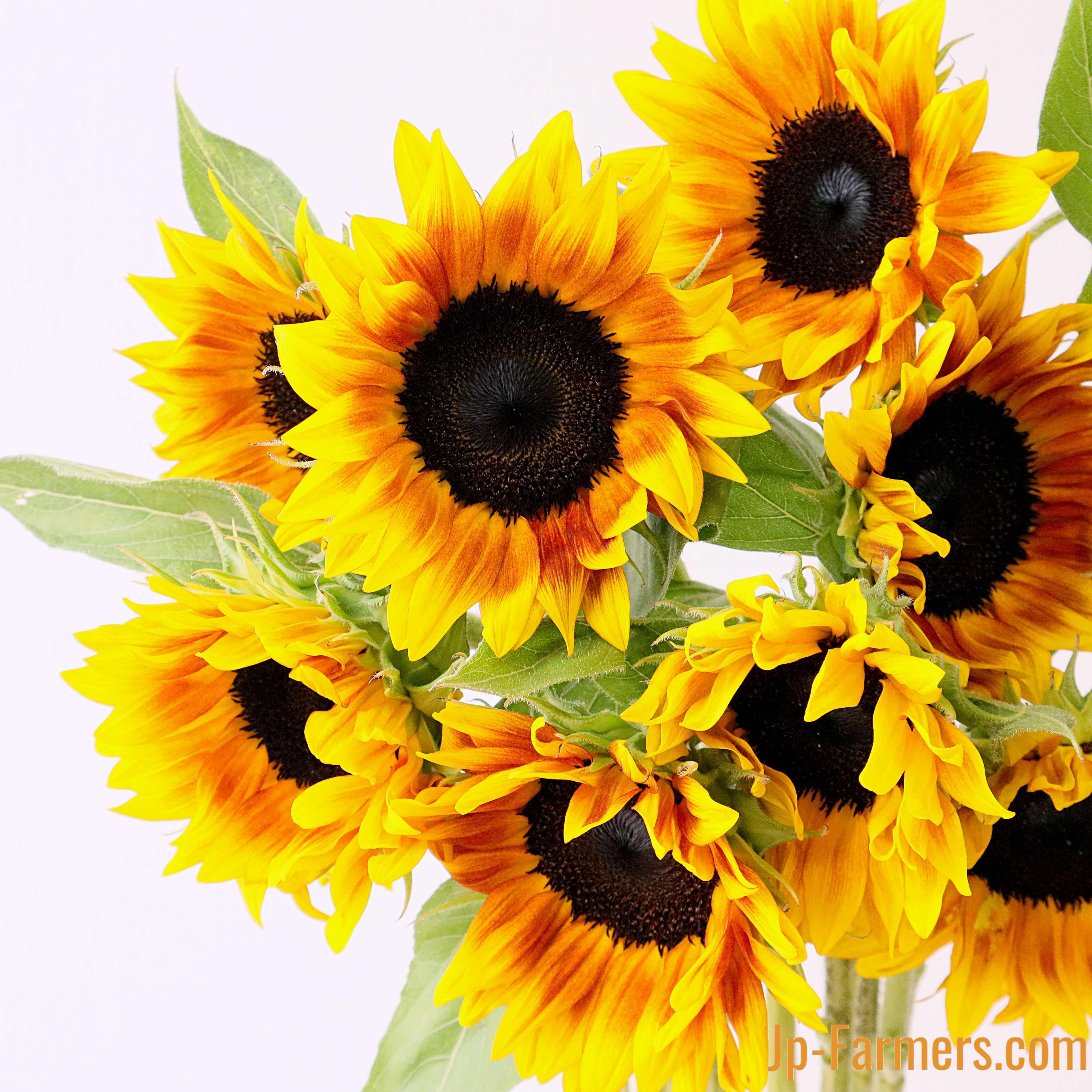ヒマワリ | 新鮮お花問屋 Jp-Farmers.com