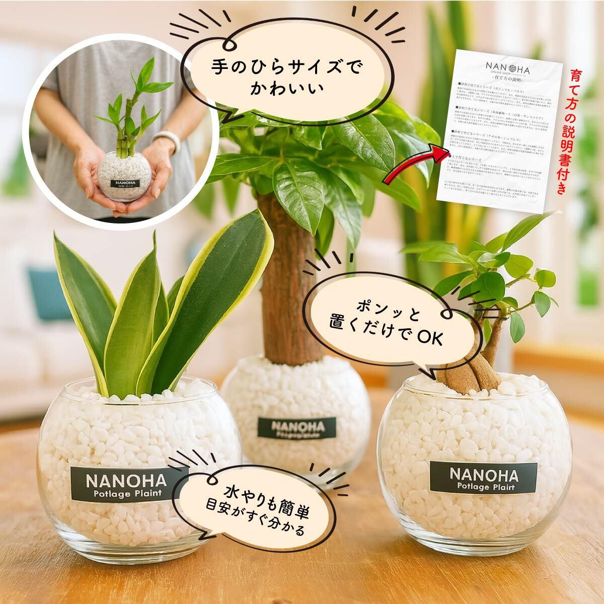 お得な3点セット】ガジュマル パキラ サンスベリア 白砂利（丸容器