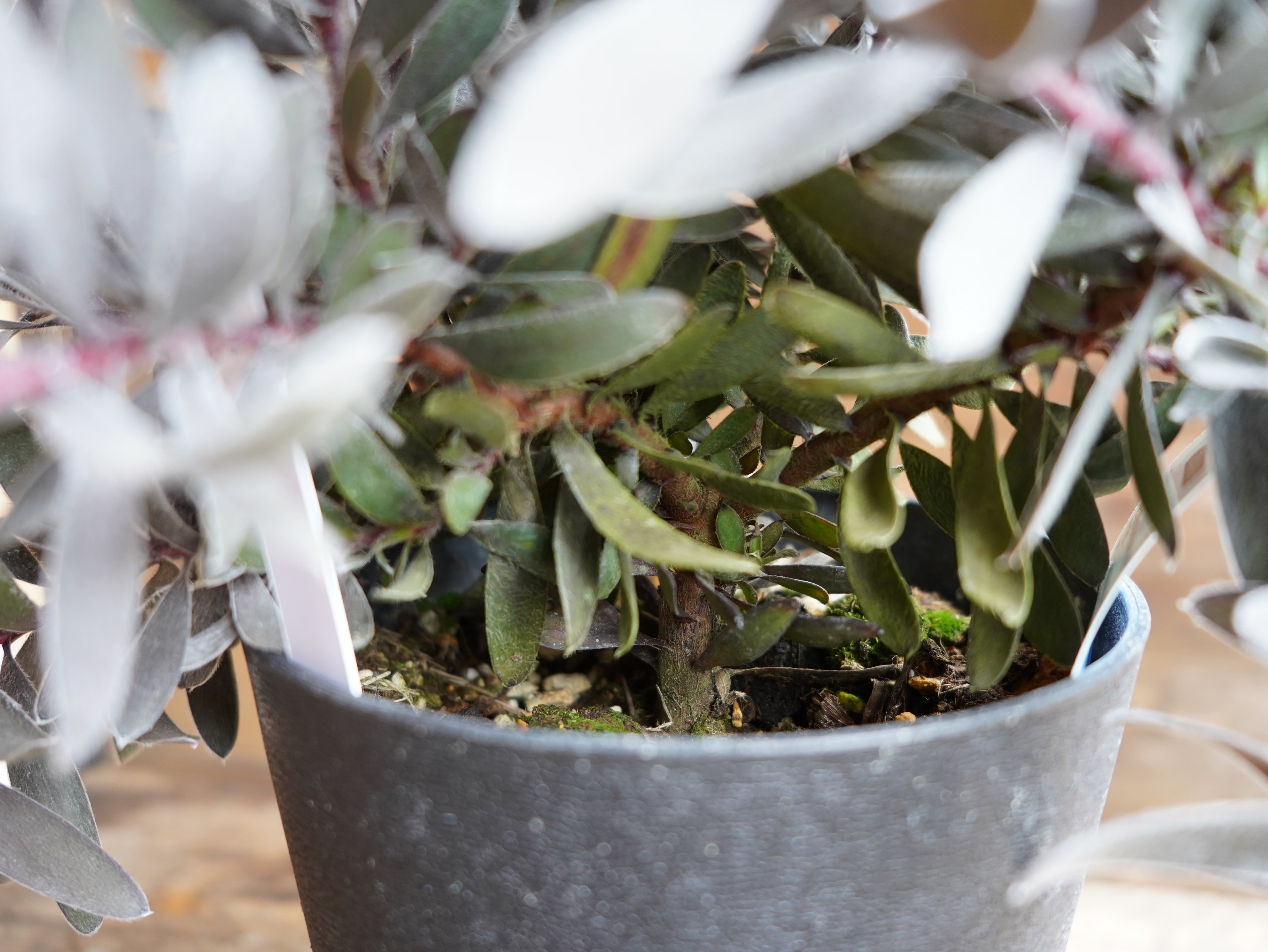 【現物】リューカデンドロン ”デュリフ” B