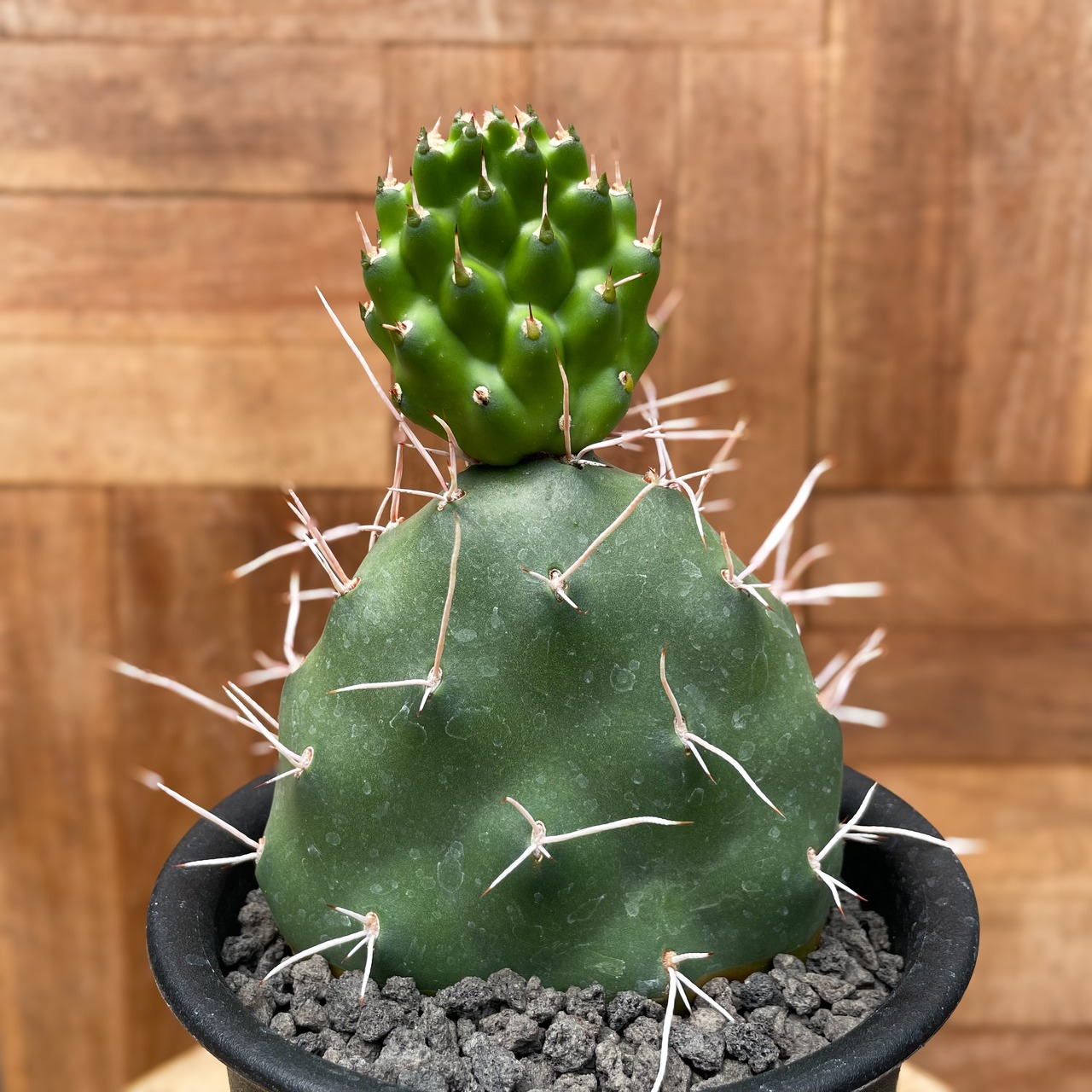 Opuntia sulphurea"Apache"【オプンティア・ サルフレア・アパッチ】