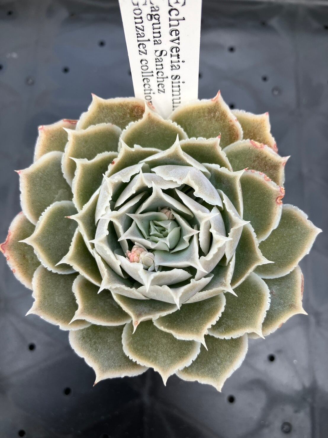 現物商品】simulans,Laguna Sanchez Leo Gonzales | 多肉植物研究所