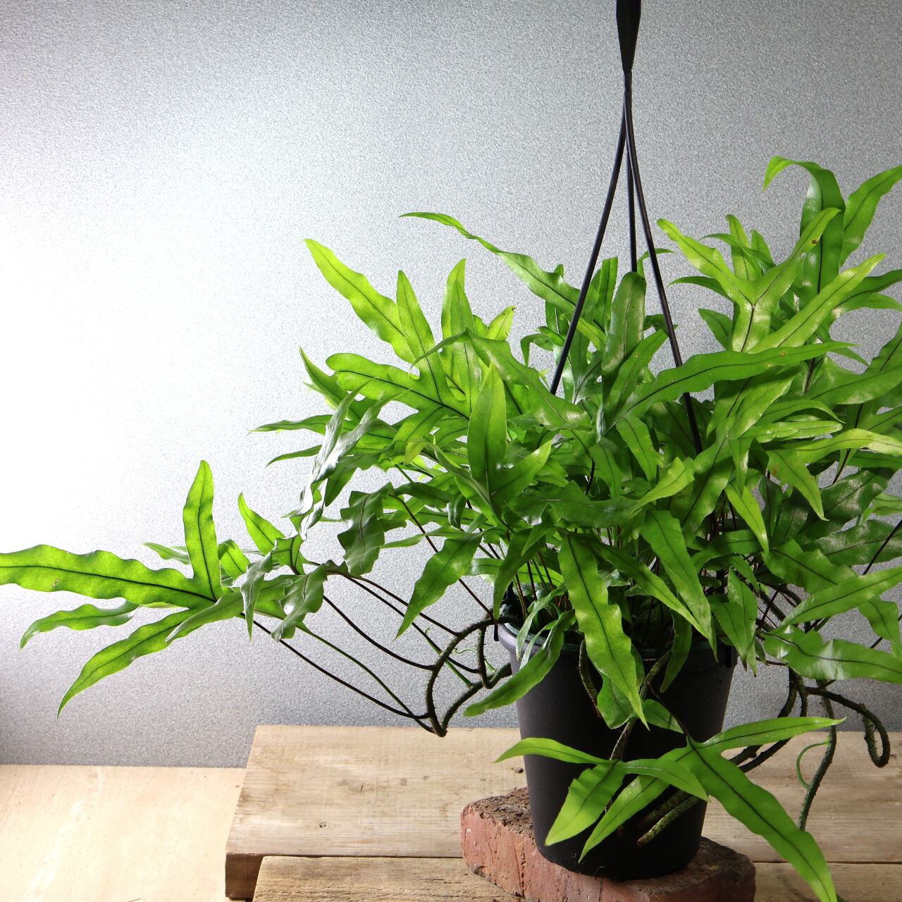 474 根茎が魅せる『カンガルーファーン』吊り鉢 観葉植物【送料無料