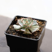 抜き苗 ストリクチフローラ チビ苗 Echeveria strictiflora (Nova type)