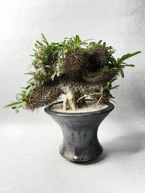 パキポディウム・ラメリー綴化