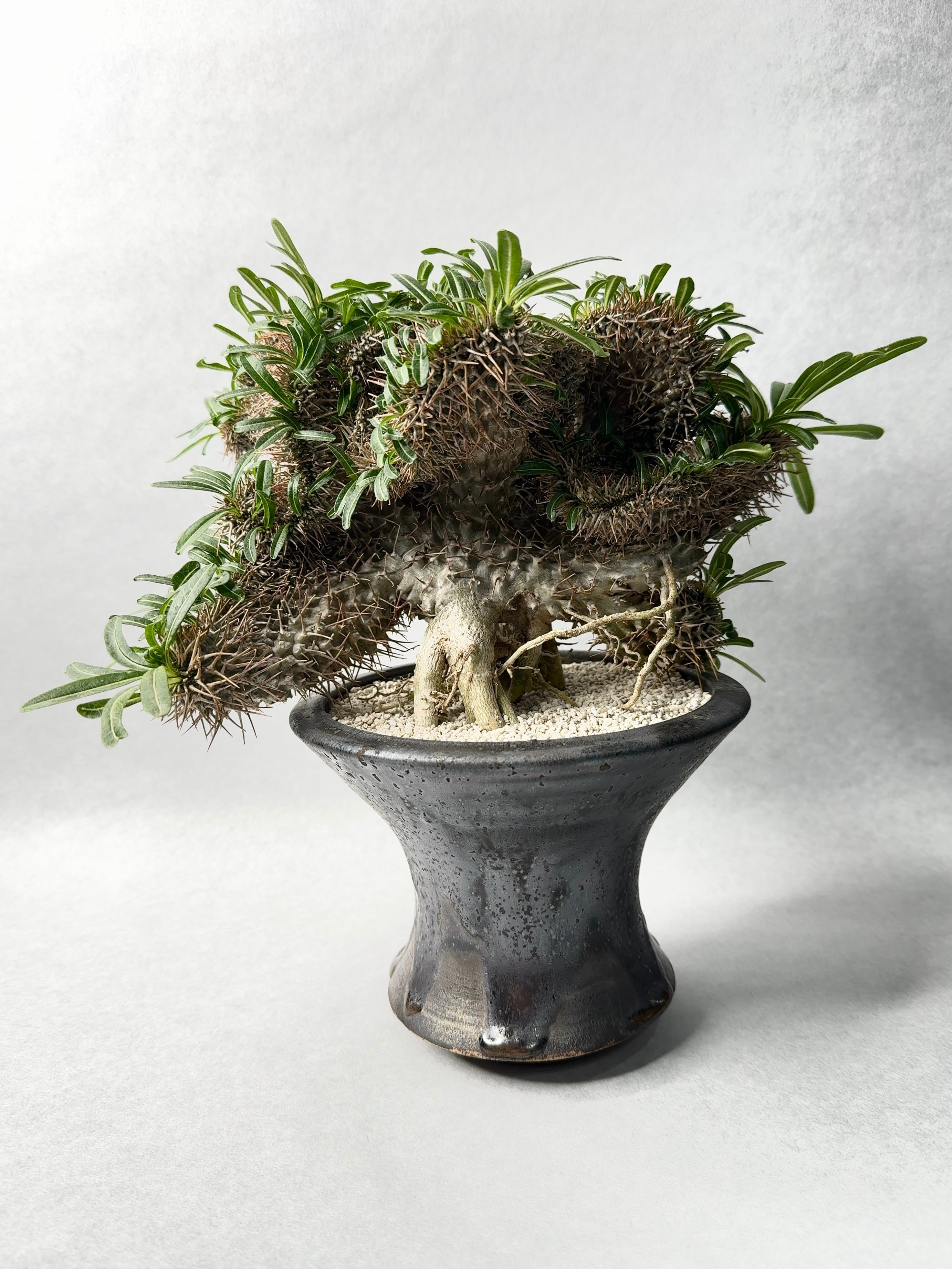 パキポディウム・ラメリー綴化