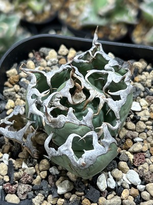 選抜 Agave Oteroi Mexico 【LP081107】
