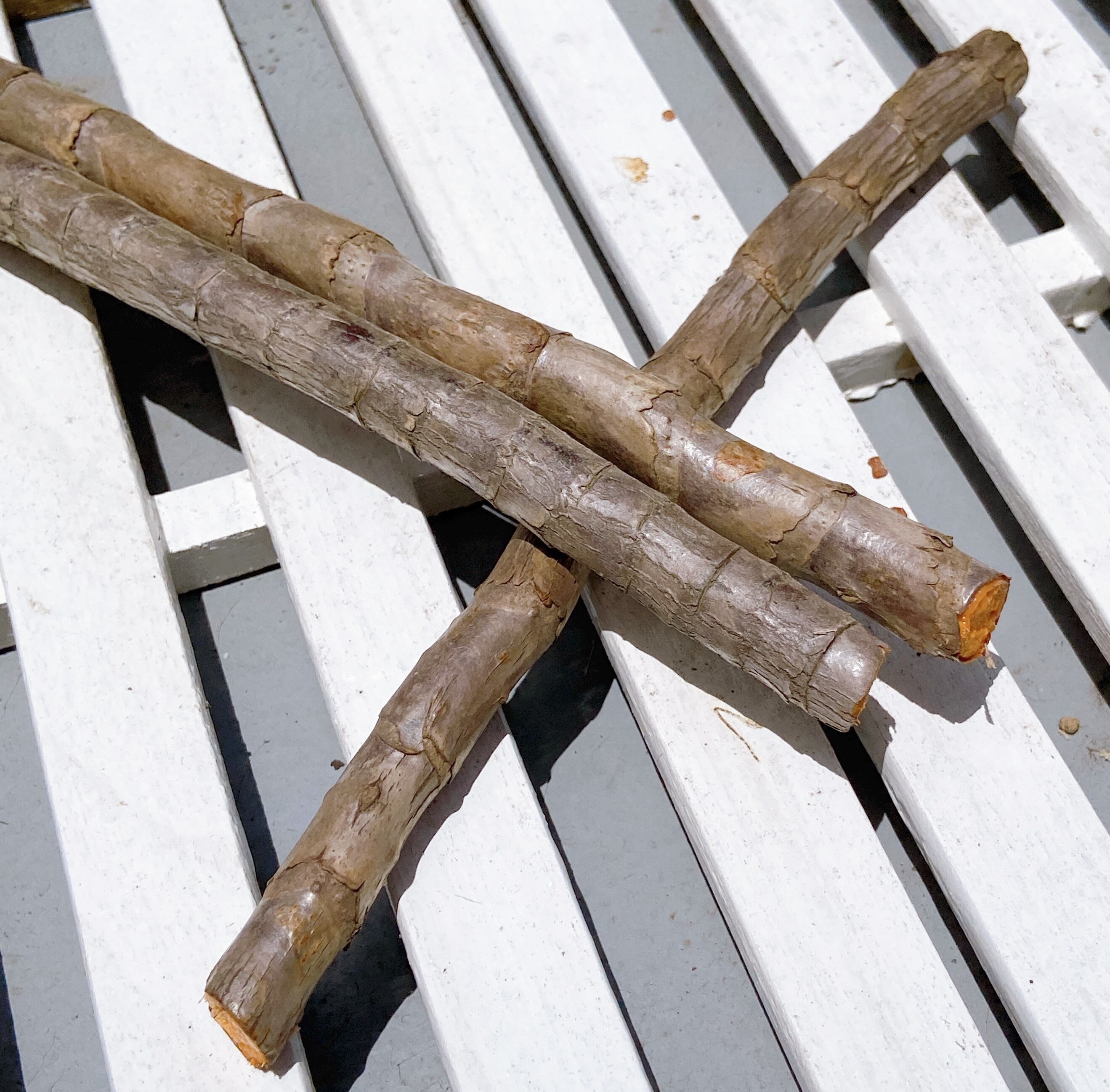 奄美大島産センネンボク（ティーリーフ）苗木 3本】 ハワイアン&南国