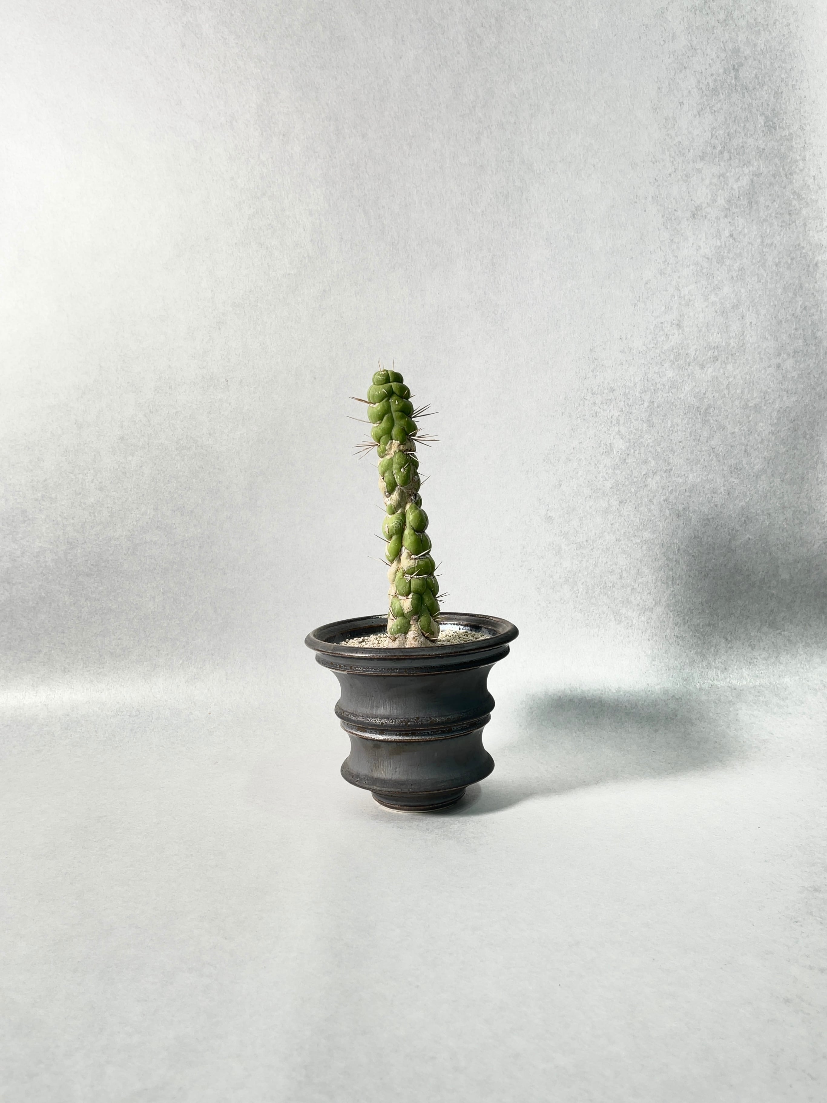 b6e01a991a73e41270559e9edf0cd1