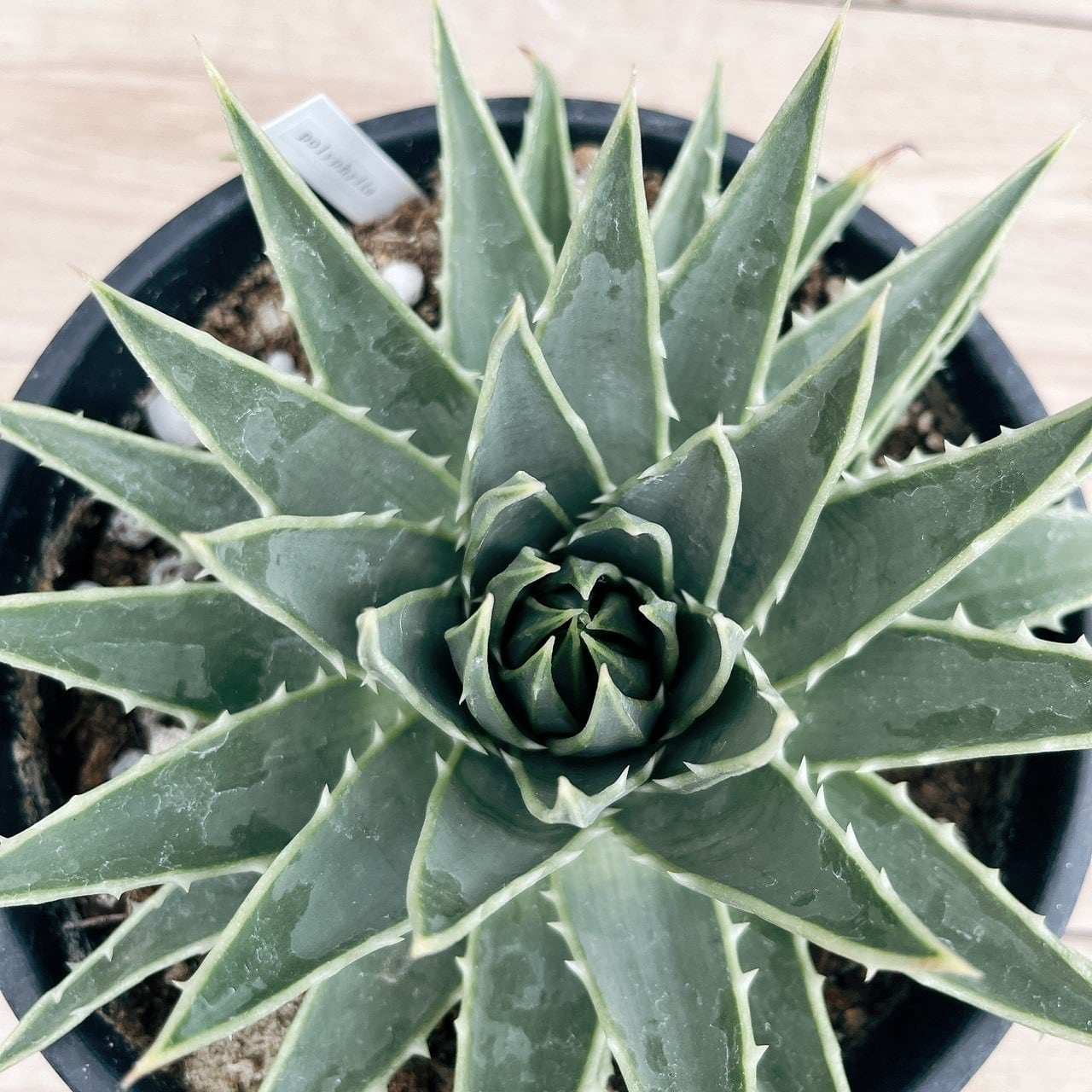 ［現品］【希少】B アロエ　ポリフェラ　6号　観葉植物　レア　室内　屋外　多肉 現品］【希少】B アロエ ポリフェラ 6号 観葉植物 レア 室内 屋外