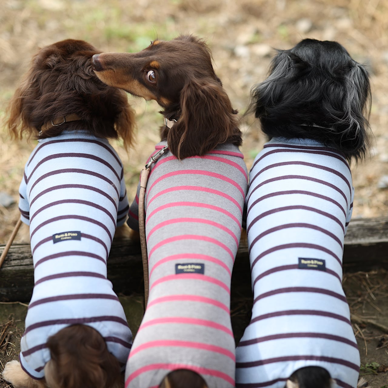 カニンヘンダックスとミニチュアダックス専門のお洋服webショップ