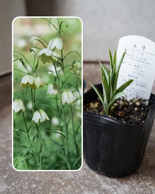 バイモユリ　黄緑色　 １球植え　