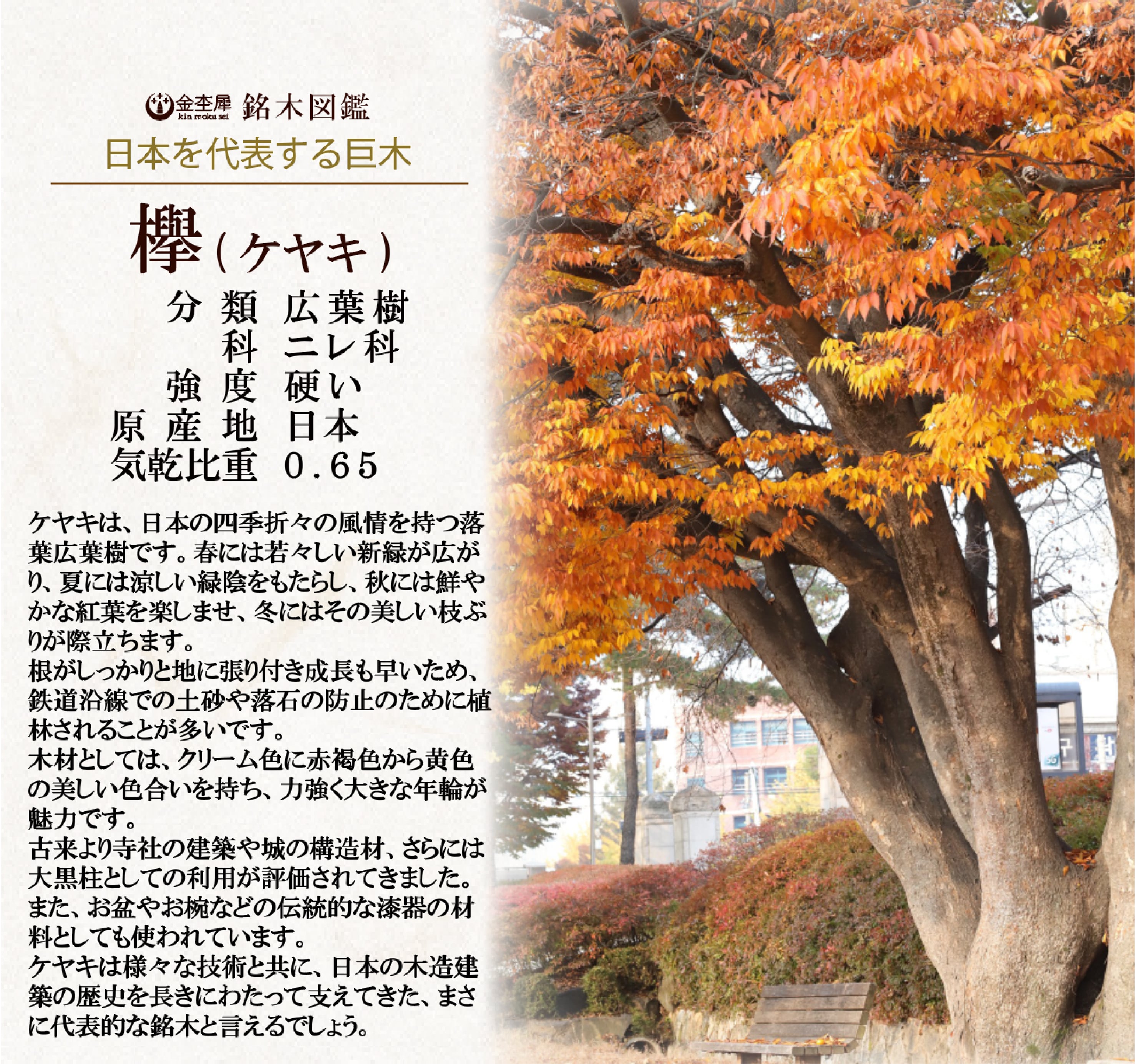 日本を代表する巨木】欅 gold MP | 木軸ペン工房 金杢犀 日本を代表する巨木】欅 gold MP | 木軸ペン工房 金杢犀