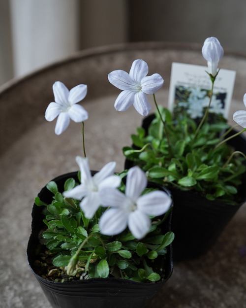 ワーレンベルギア　アリスブルー　３号