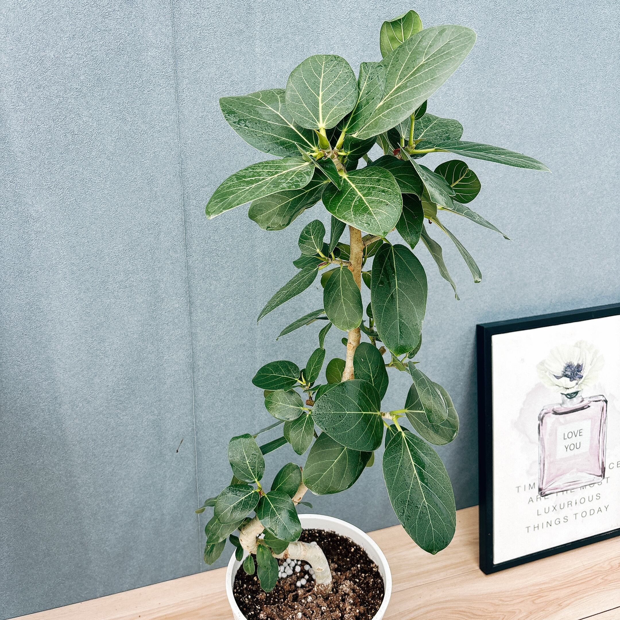 現品］99番 フィカス ベンガレンシス 曲がり 8号 観葉植物 室内 大型