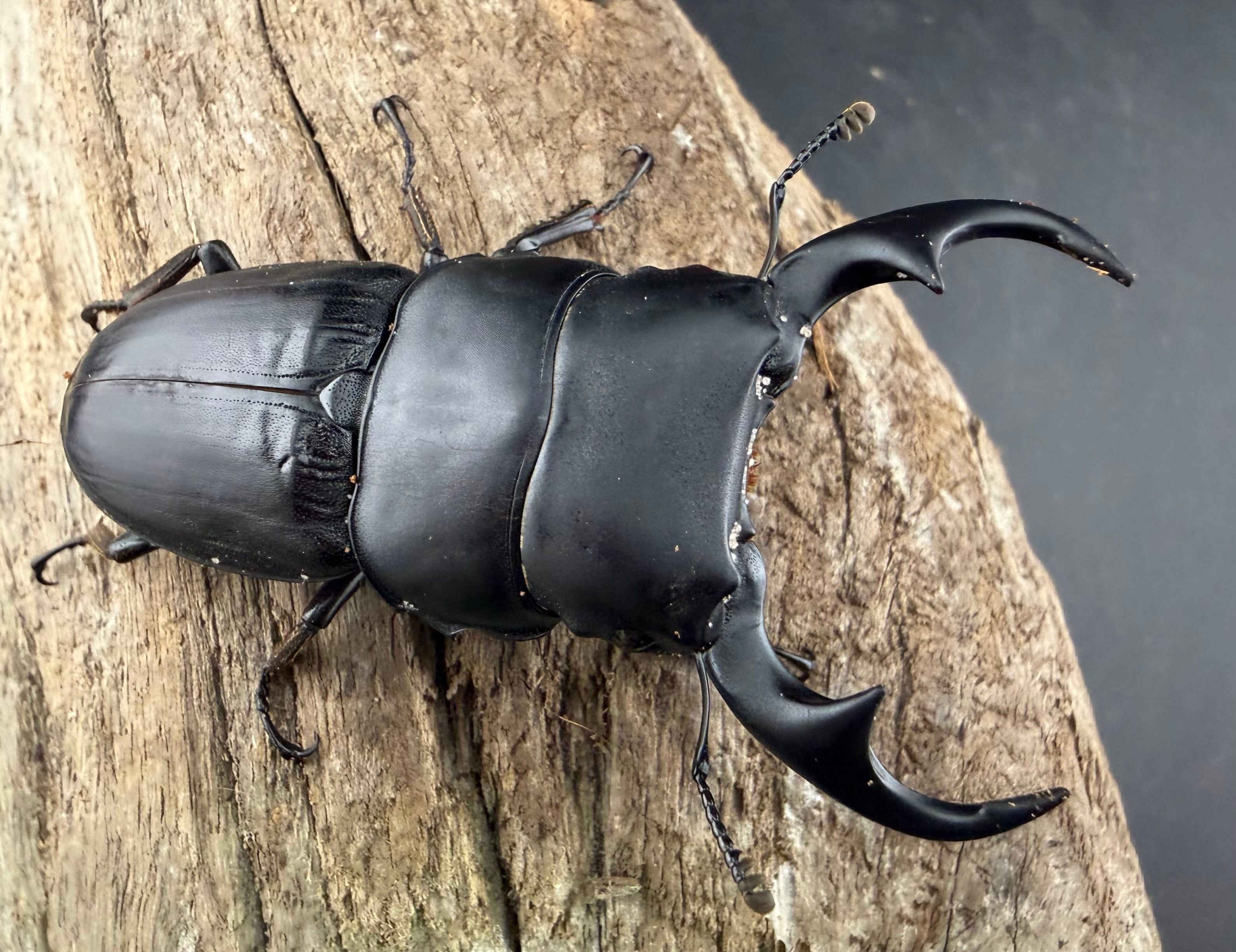 オオクワガタの仲間 | KPW公式オンラインショップ