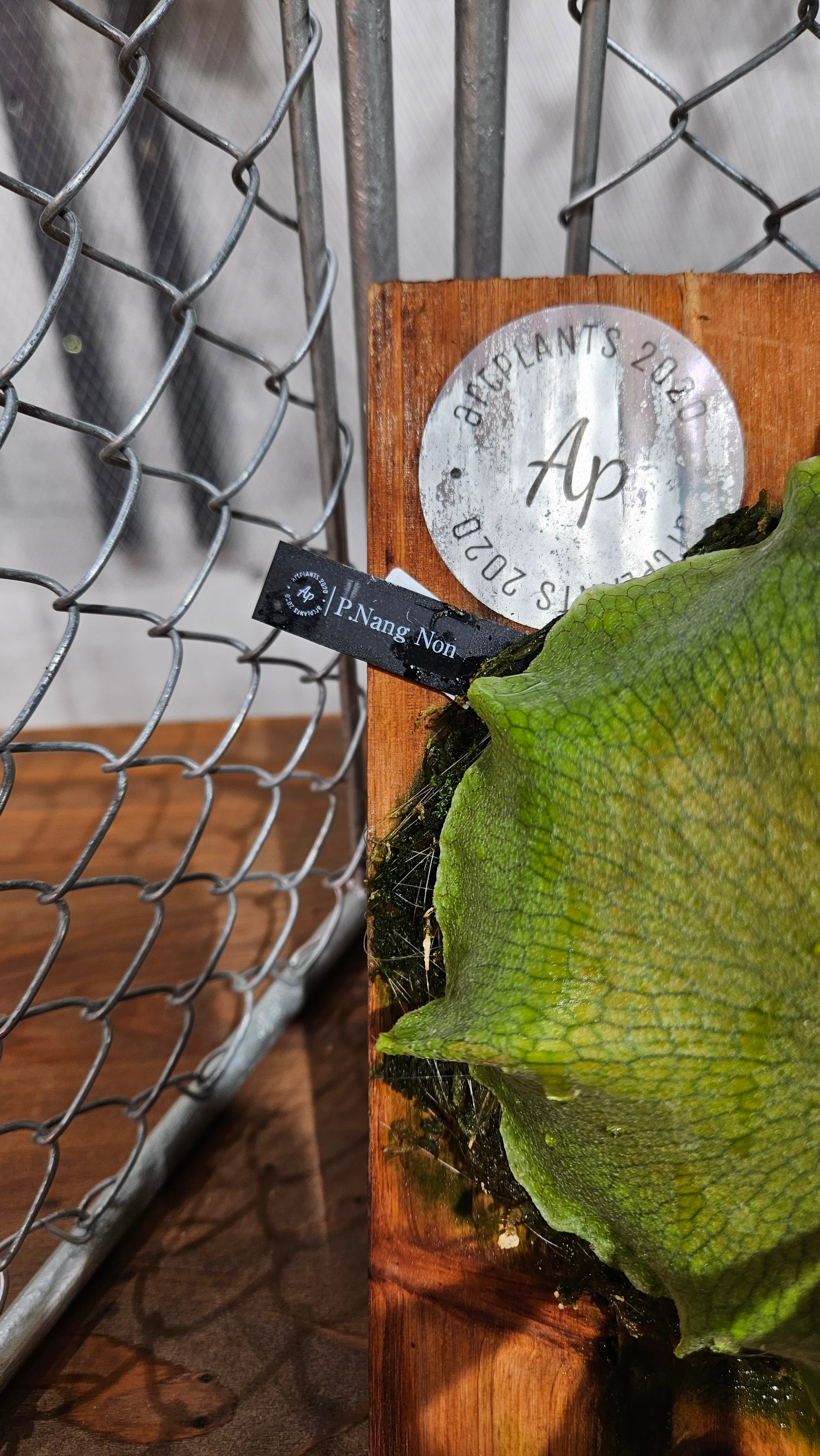 30,001～50,000 | artPLANTs （アートプランツ）